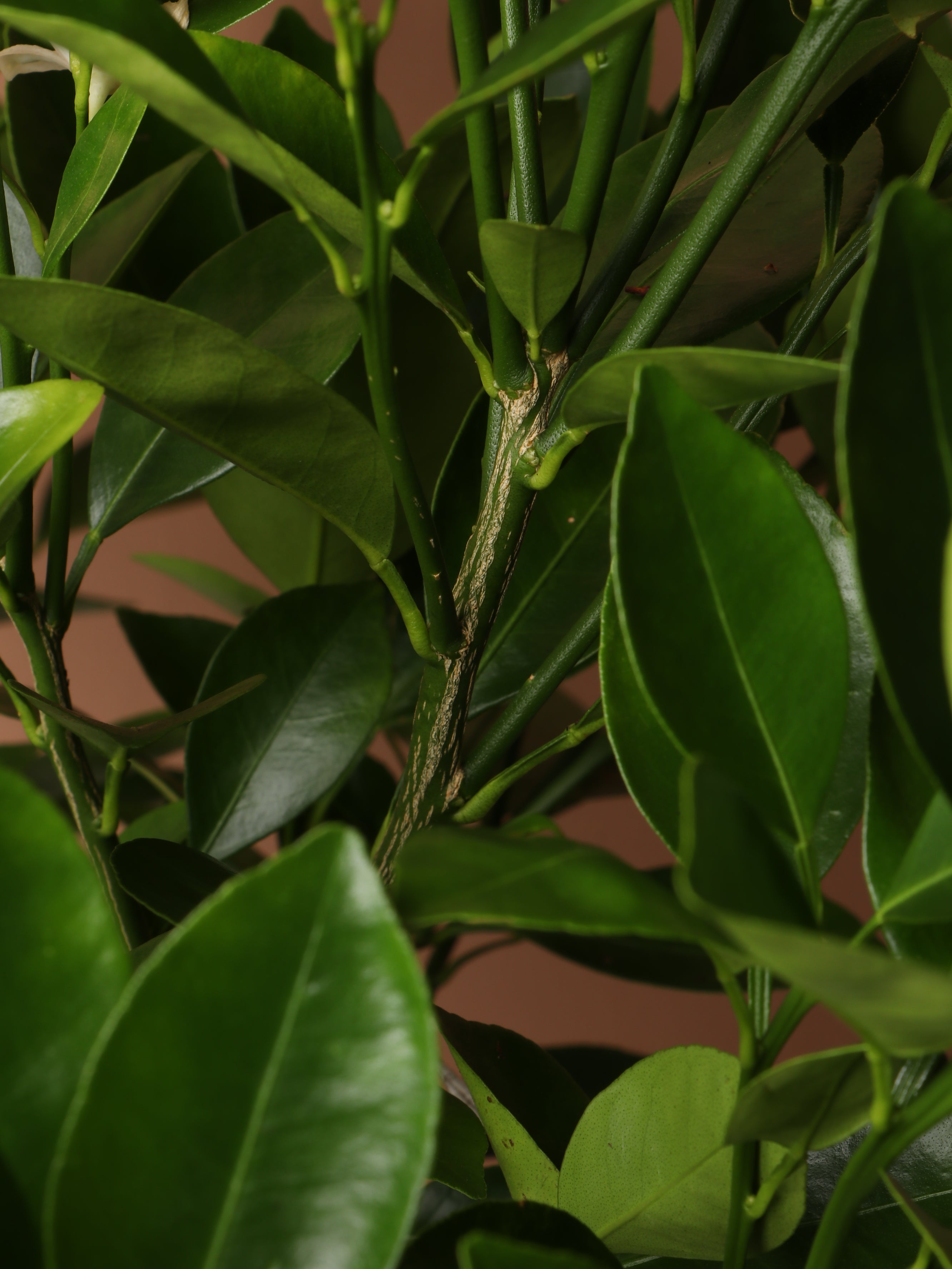 Large Calamondin Bush