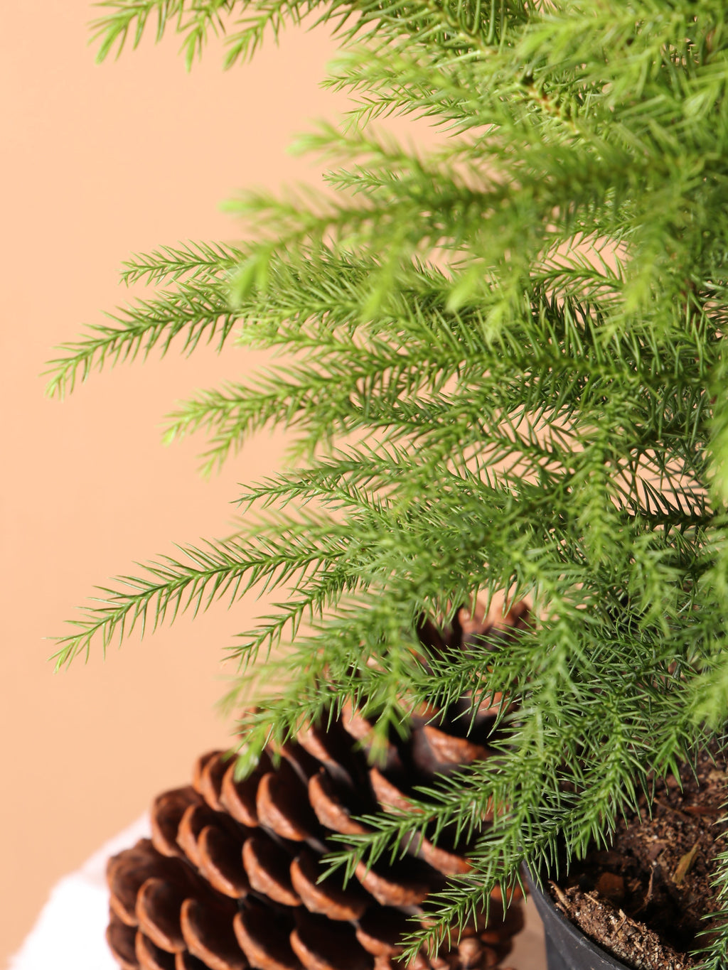 Medium Norfolk Island Pine