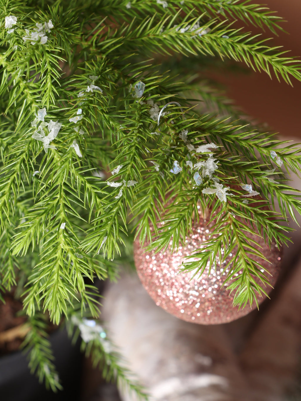 Medium Norfolk Island Pine
