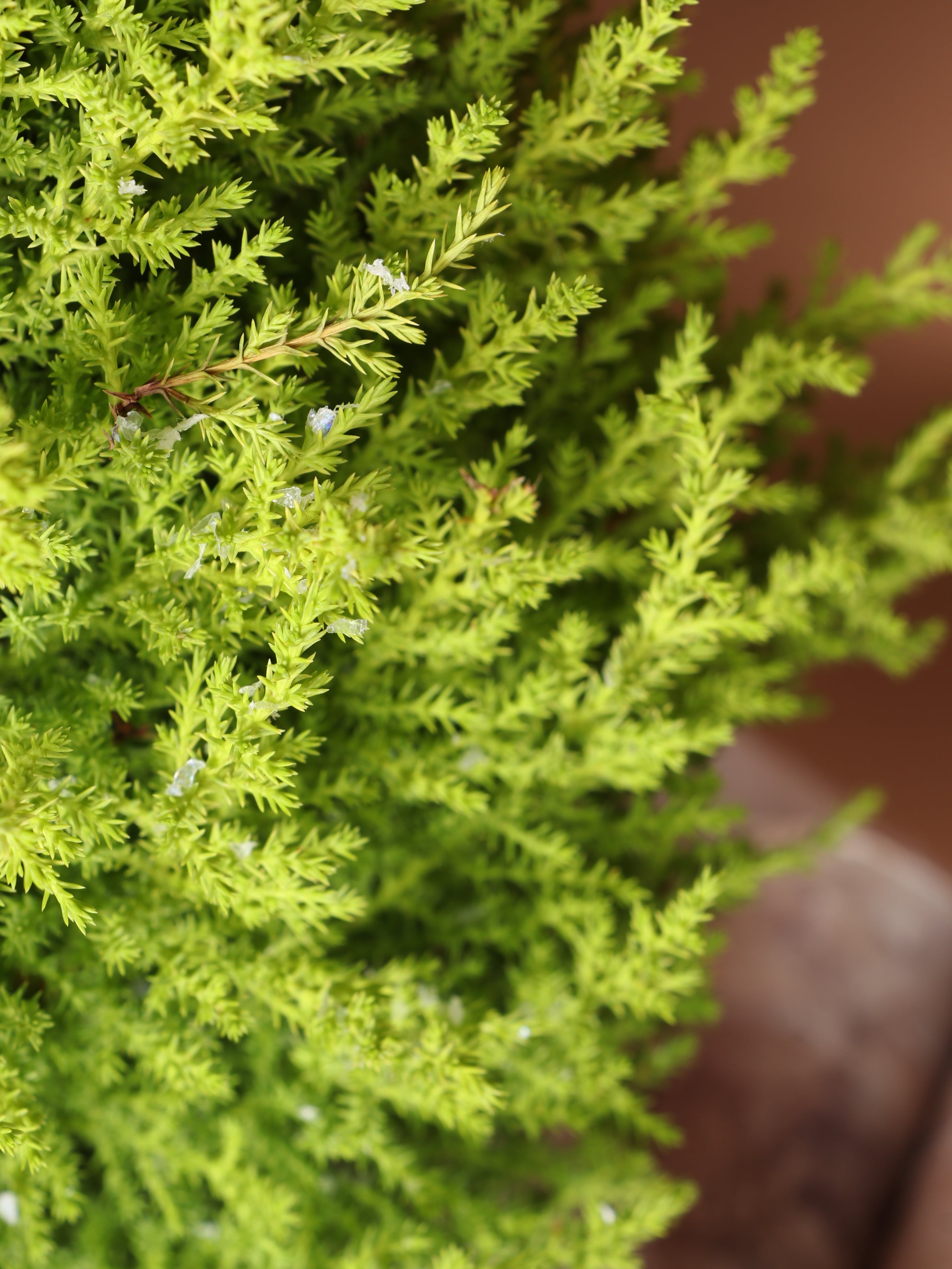 Medium Neon Christmas Tree (Lemon Cypress)