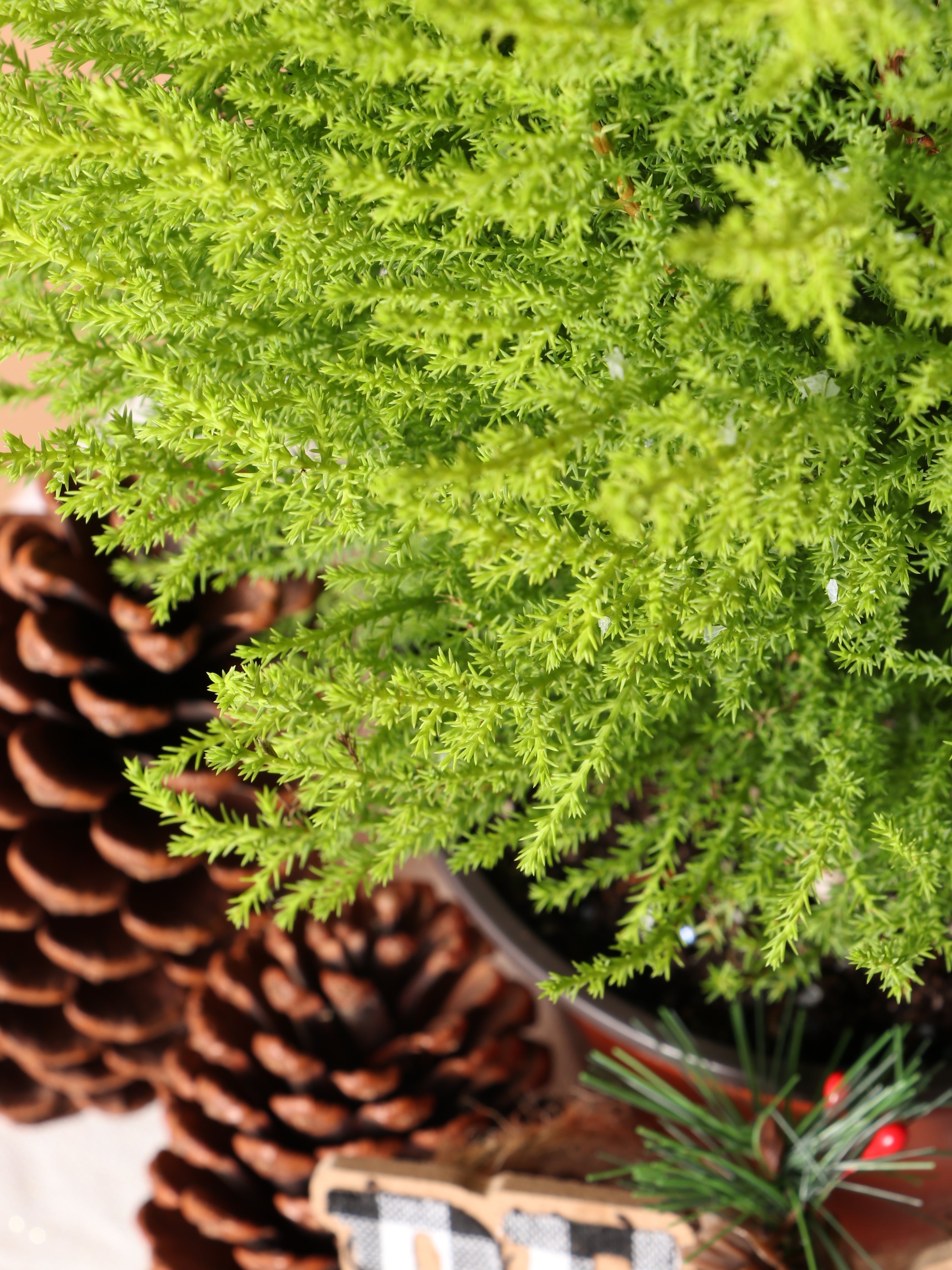 Medium Neon Christmas Tree (Lemon Cypress)