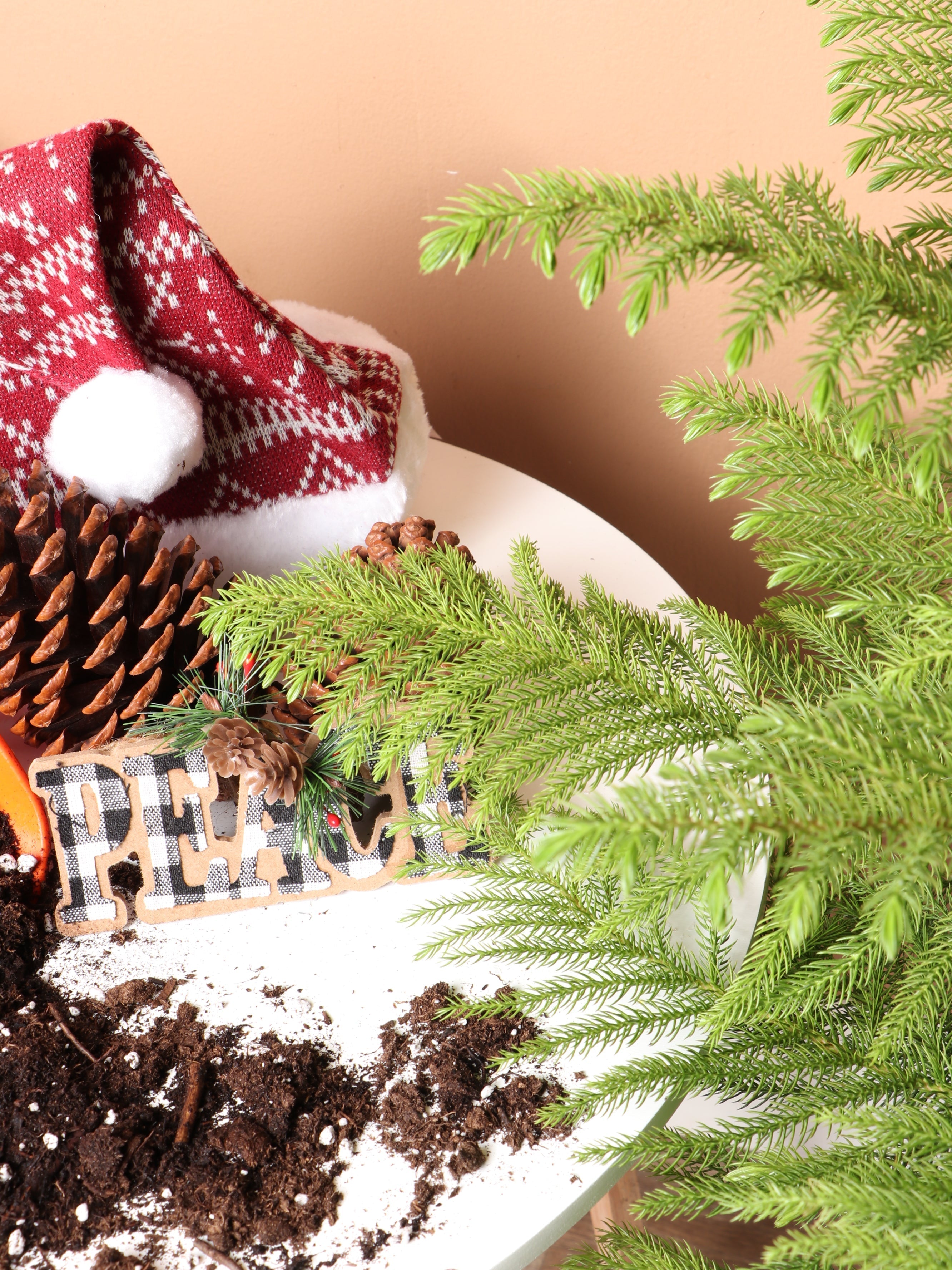 Large Norfolk Island Pine