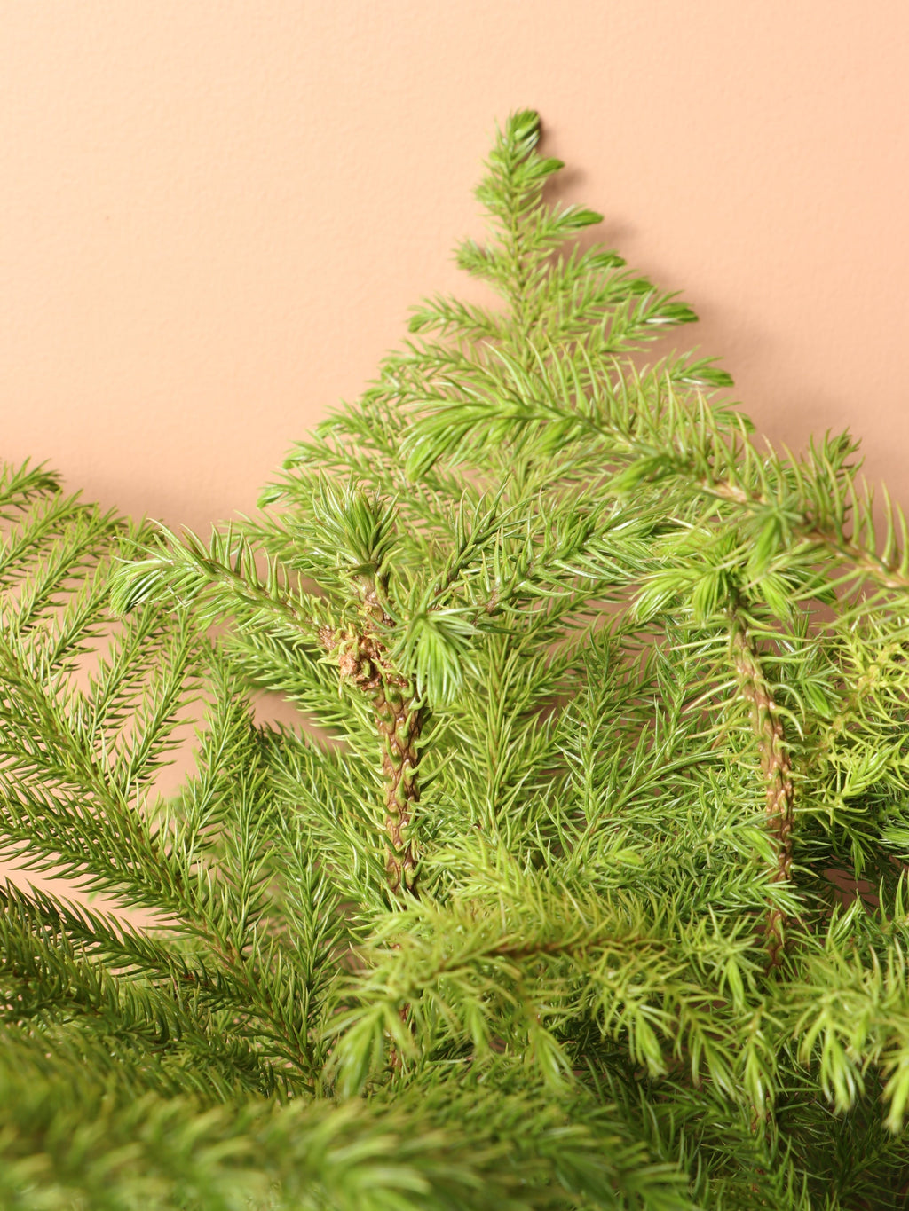 Large Norfolk Island Pine