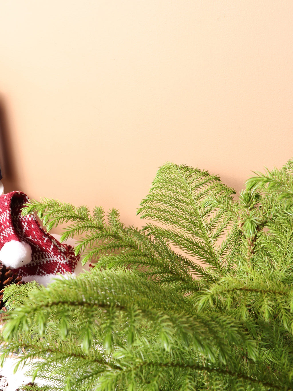 Large Norfolk Island Pine