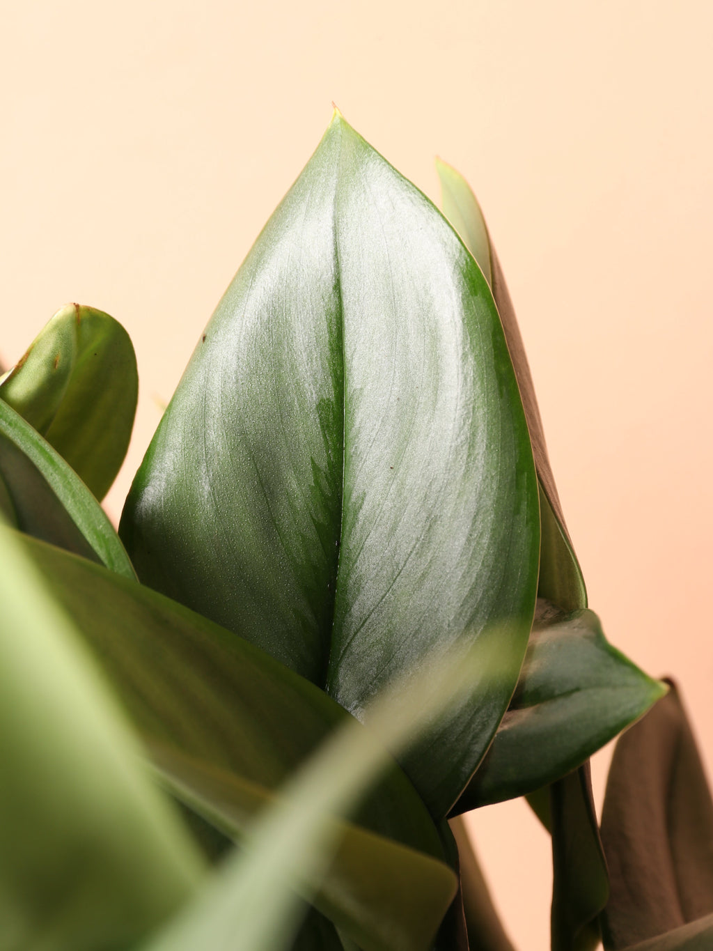 Medium Scindapsus Treubii 'Moonlight'