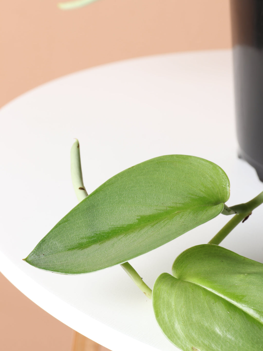 Medium Scindapsus Treubii 'Moonlight'