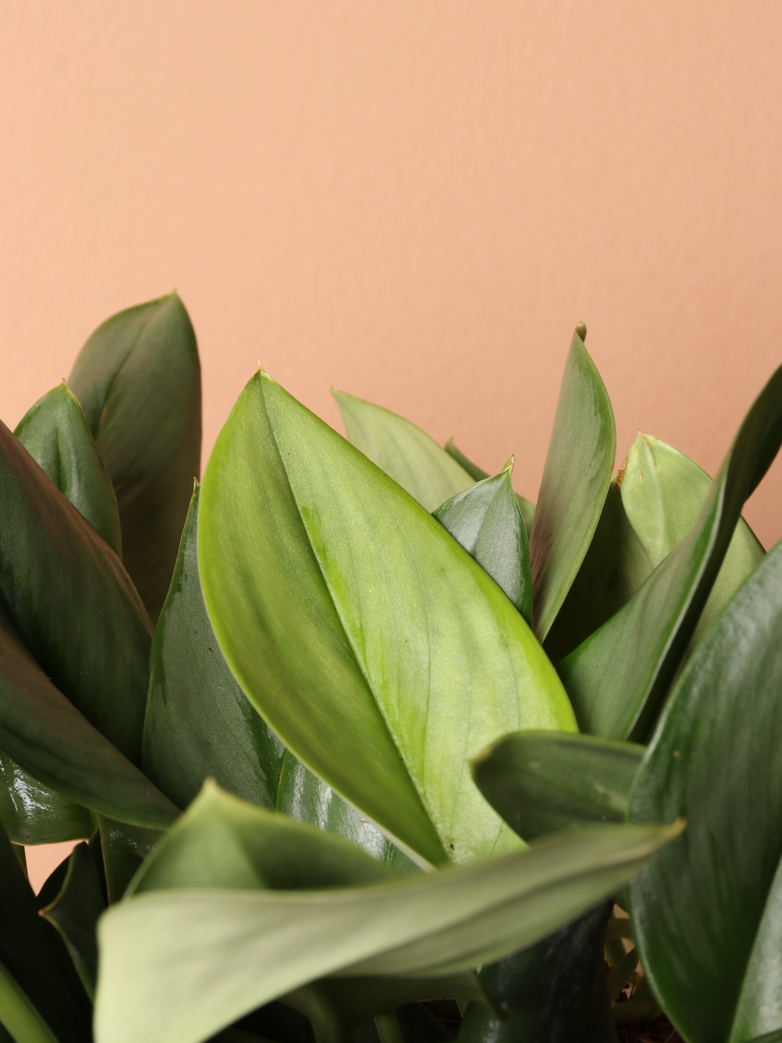 Medium Scindapsus Treubii 'Moonlight'