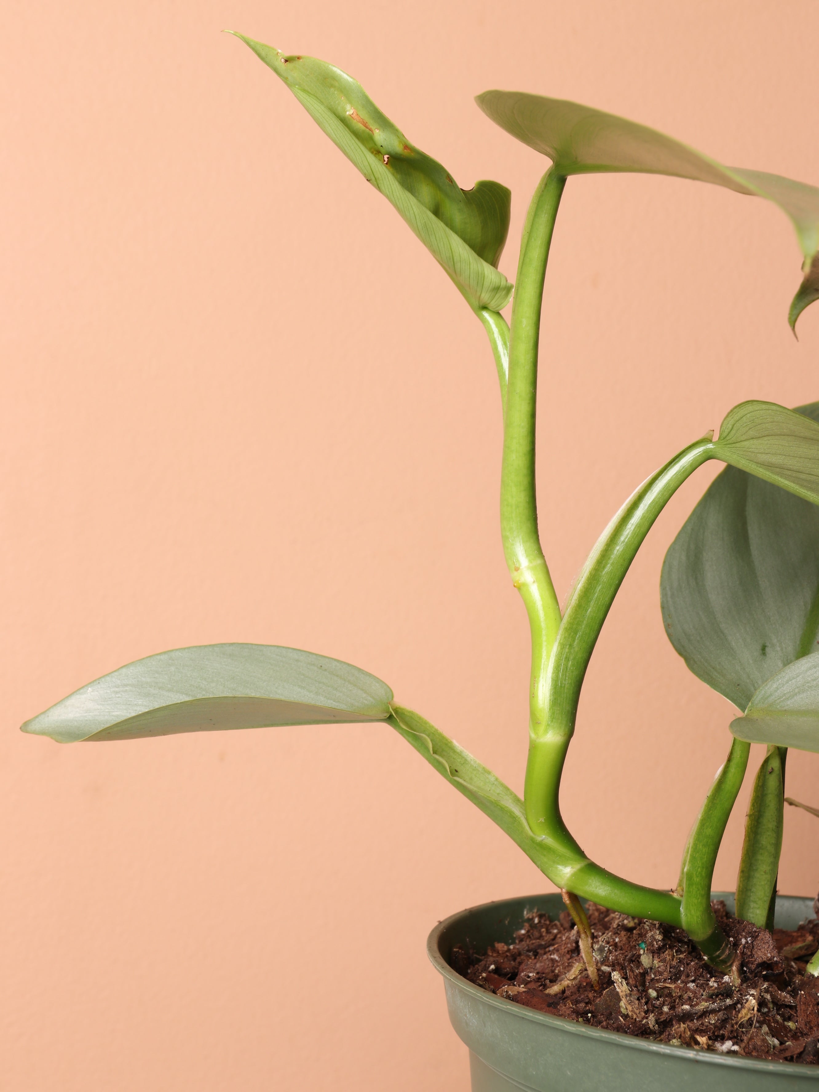 Medium Philodendron Silver Sword (Hastatum)