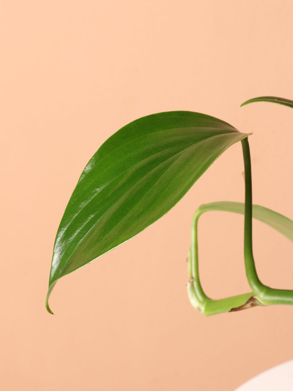 Medium Philodendron Dragon Tail (Rhaphidorphora decursiva)