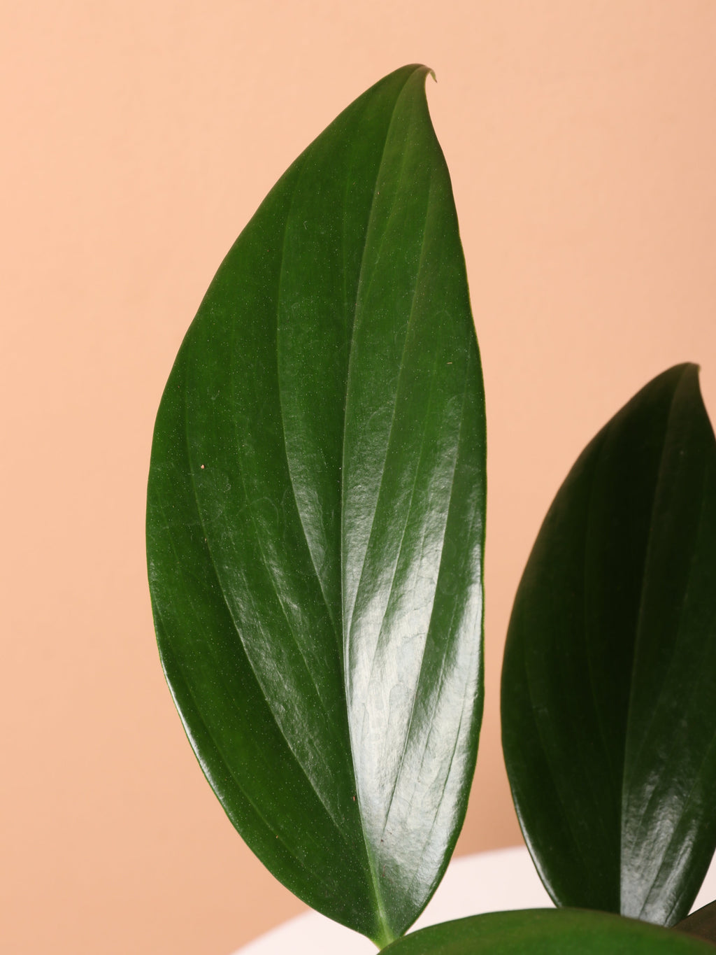 Medium Philodendron Dragon Tail (Rhaphidorphora decursiva)