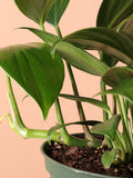Medium Philodendron Dragon Tail (Rhaphidorphora decursiva)
