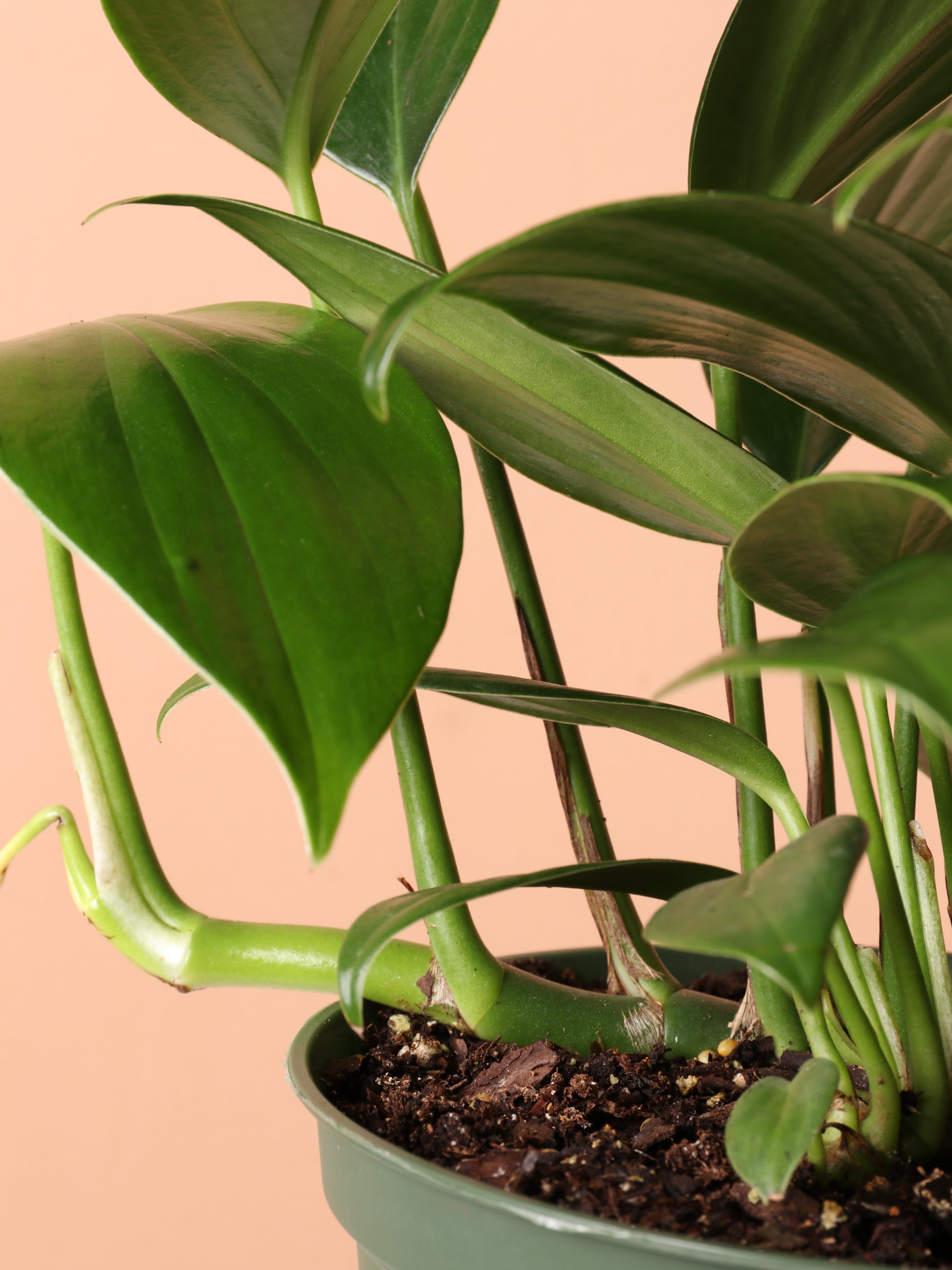 Medium Philodendron Dragon Tail (Rhaphidorphora decursiva)