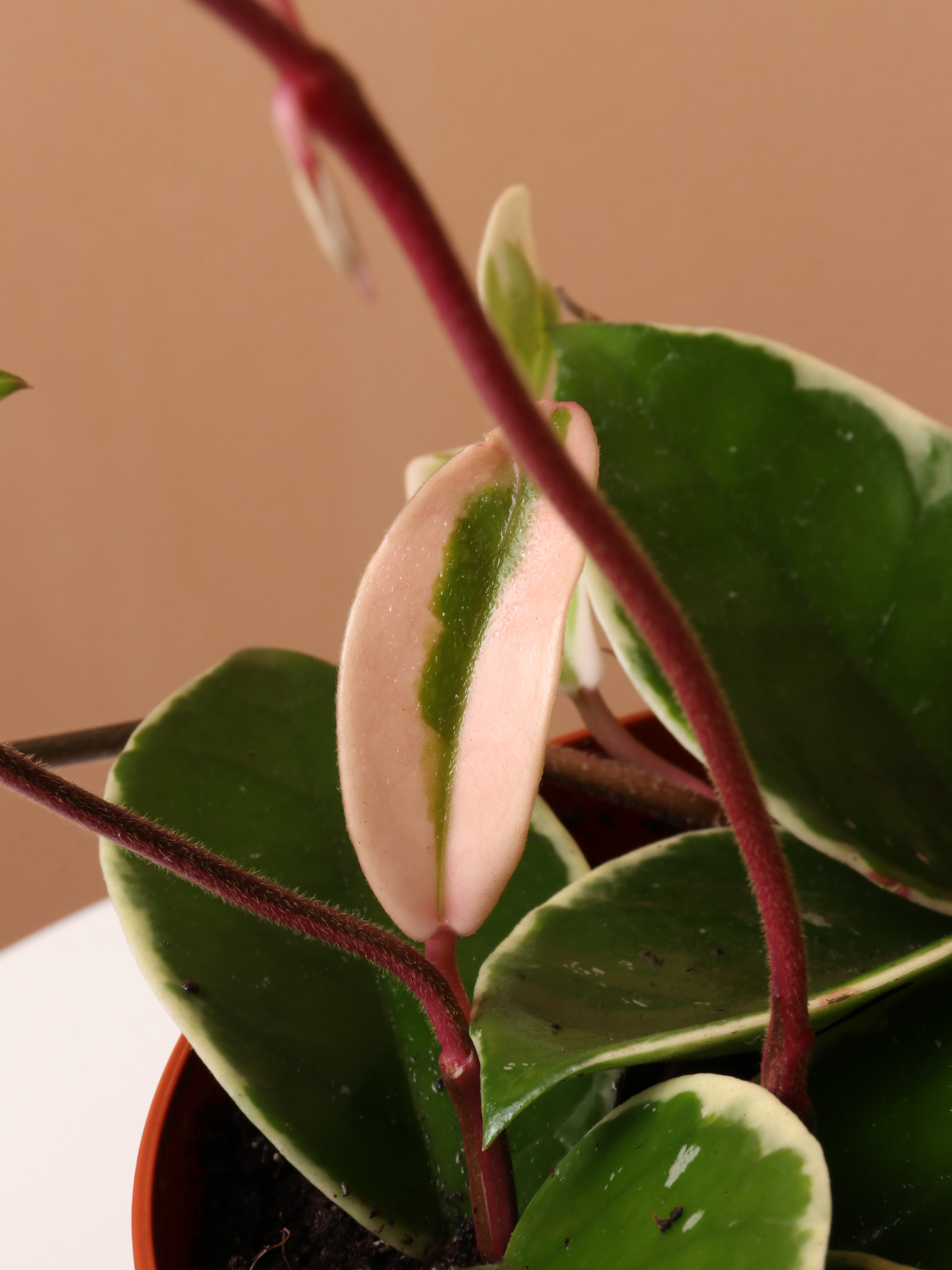 Medium Hoya 'Krimson Queen'