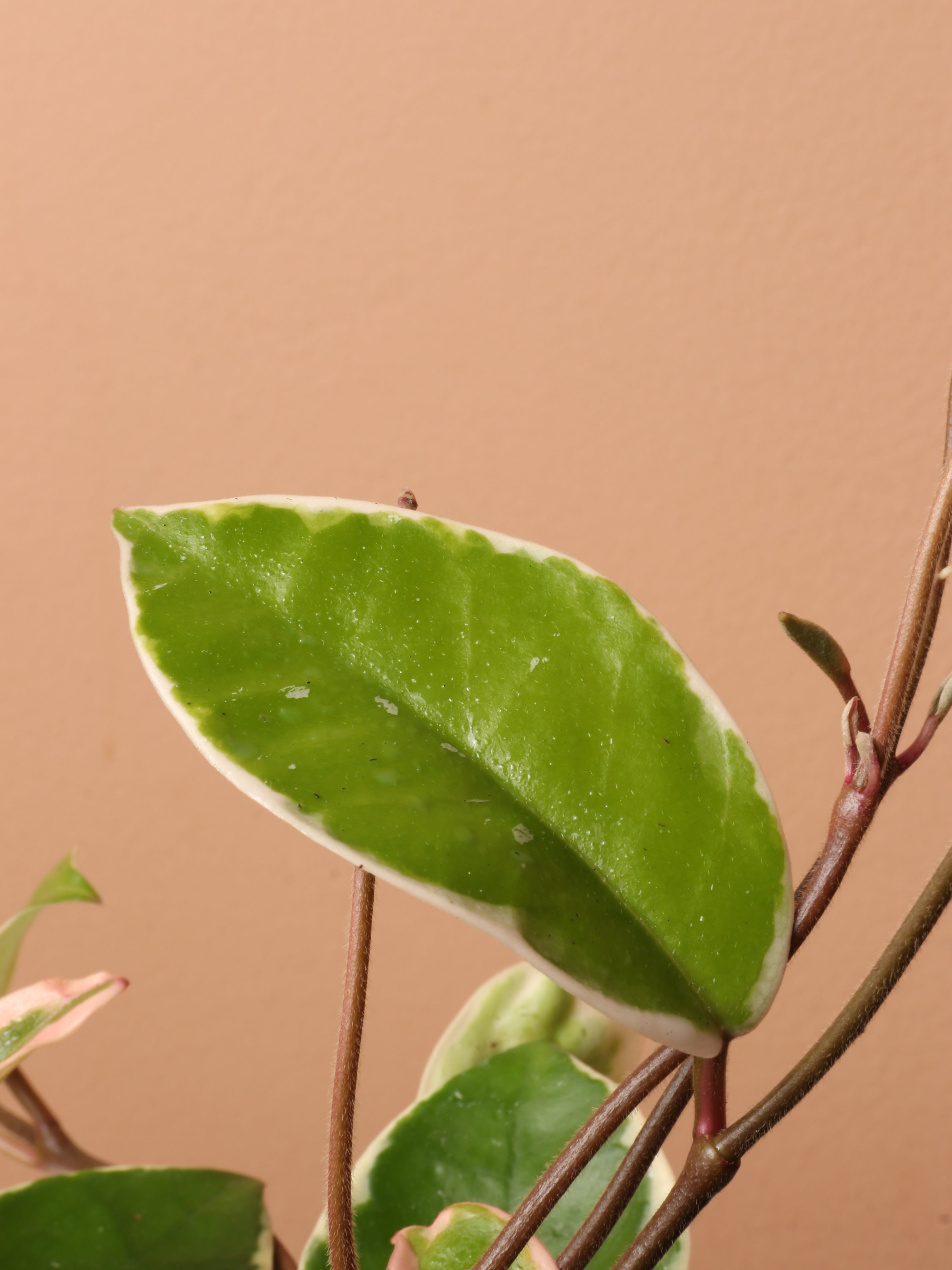 Medium Hoya 'Krimson Queen'
