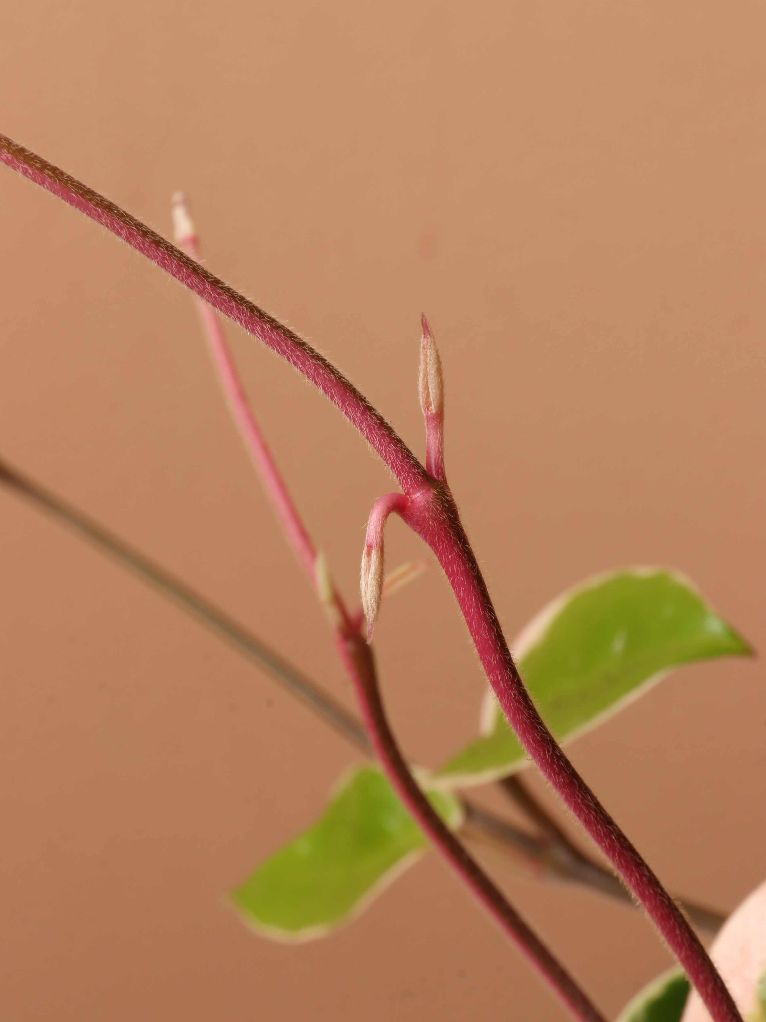 Medium Hoya 'Krimson Queen'