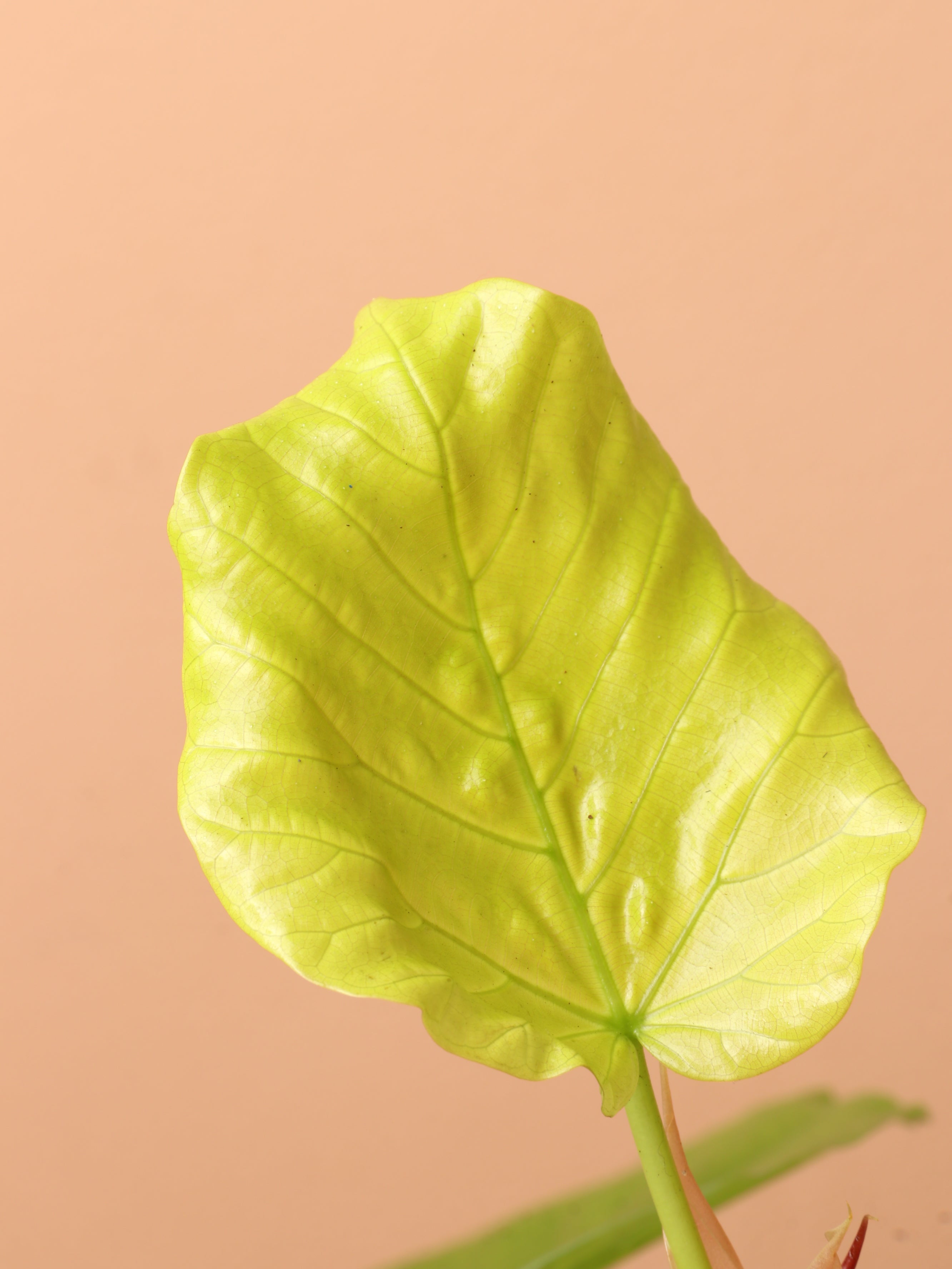 Medium Ficus Umbellata