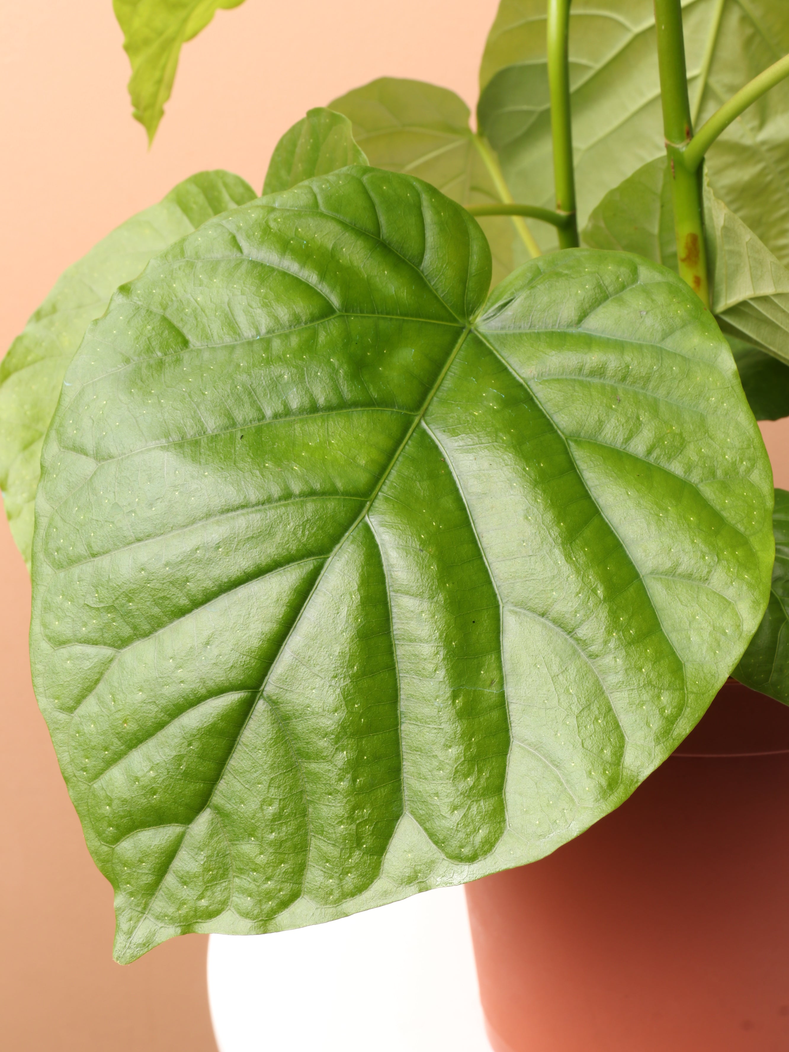 Medium Ficus Umbellata