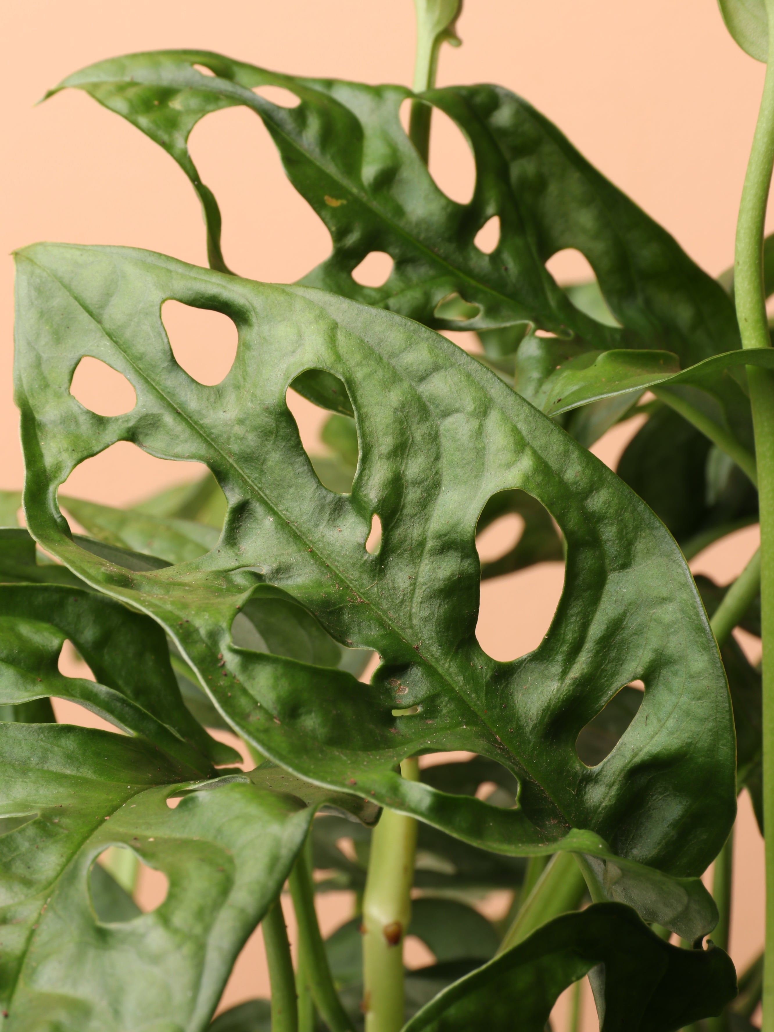Medium Philodendron Adansonii (swiss cheese)
