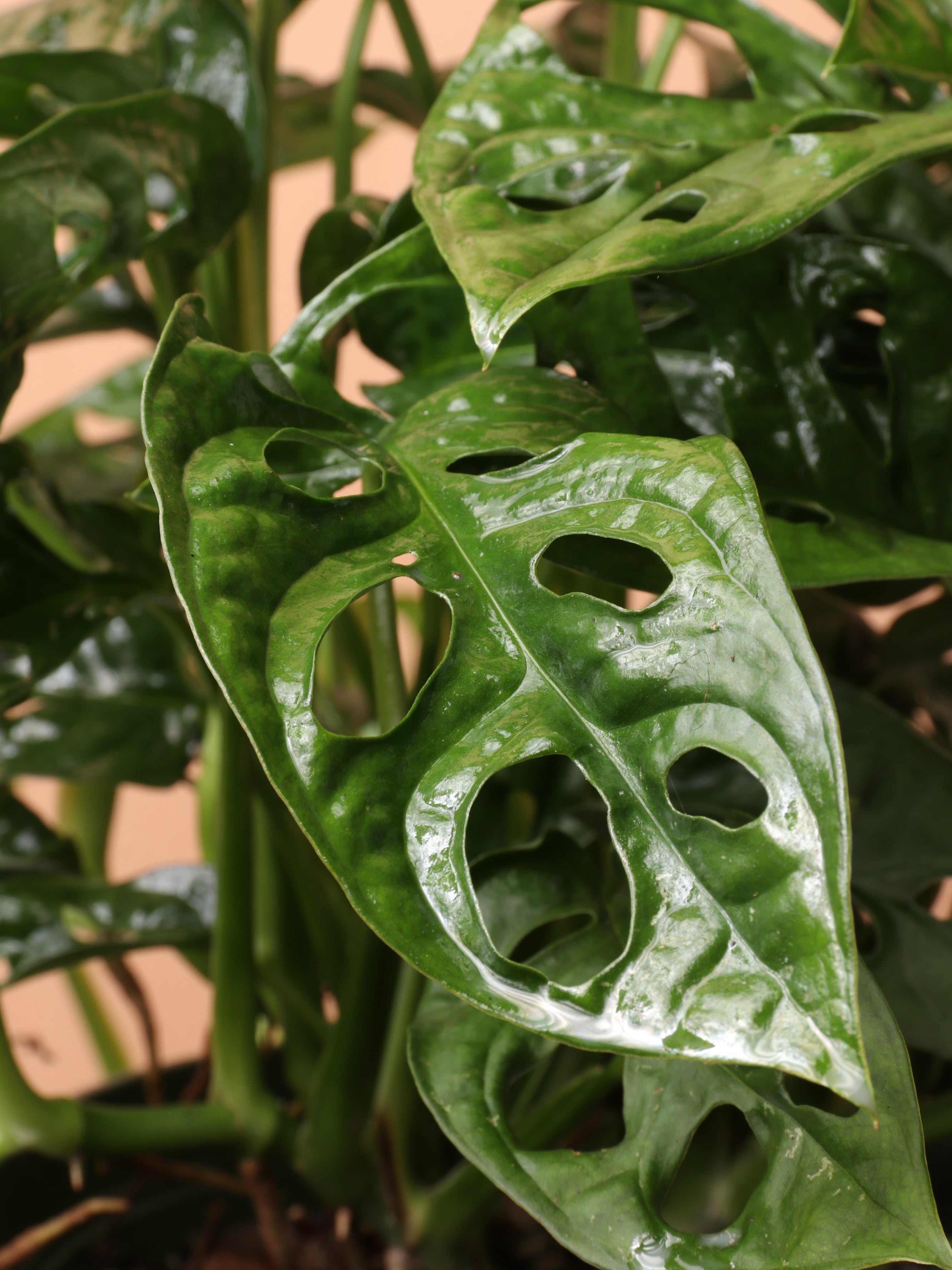 Medium Philodendron Adansonii (swiss cheese)