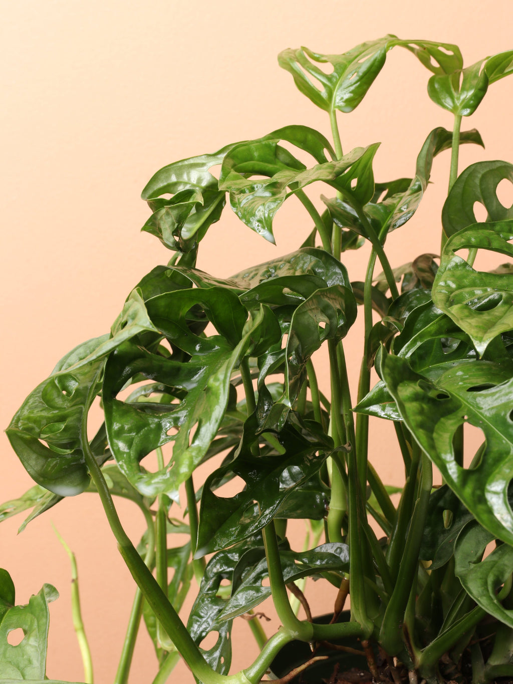 Medium Philodendron Adansonii (swiss cheese)