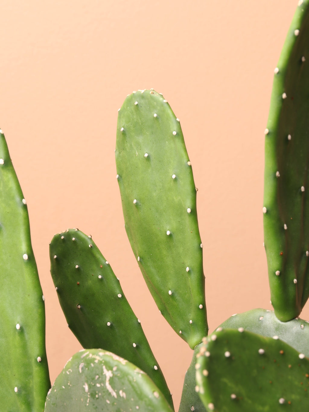 Medium Prickly Pear Cactus