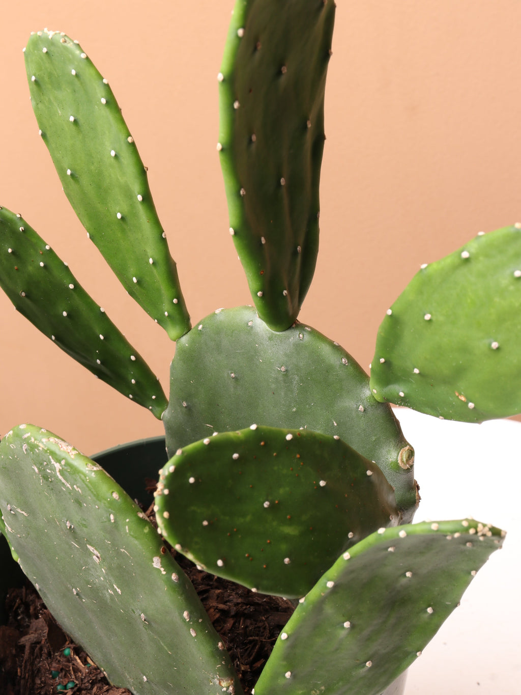 Medium Prickly Pear Cactus