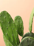 Medium Prickly Pear Cactus