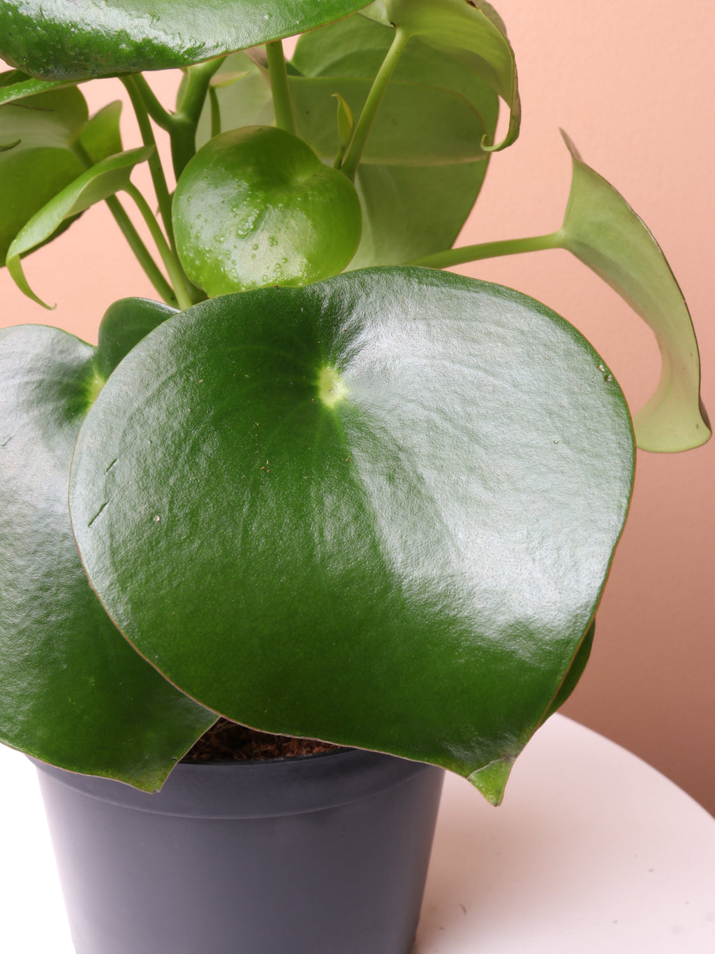 Medium Peperomia Polybotrya (raindrop peperomia)