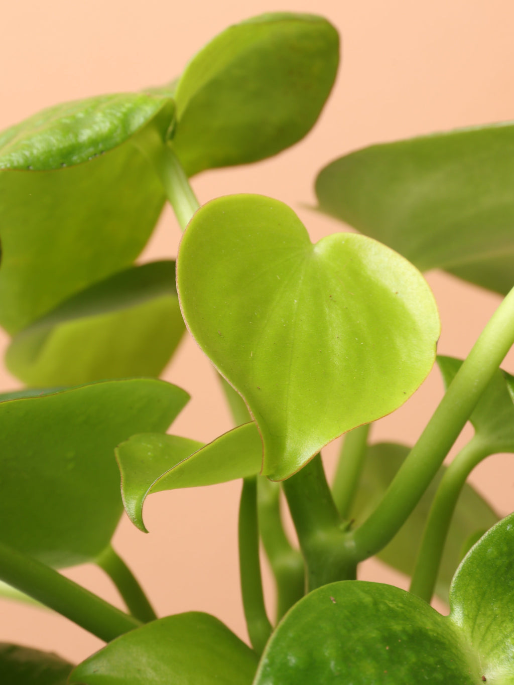 Medium Peperomia Polybotrya (raindrop peperomia)