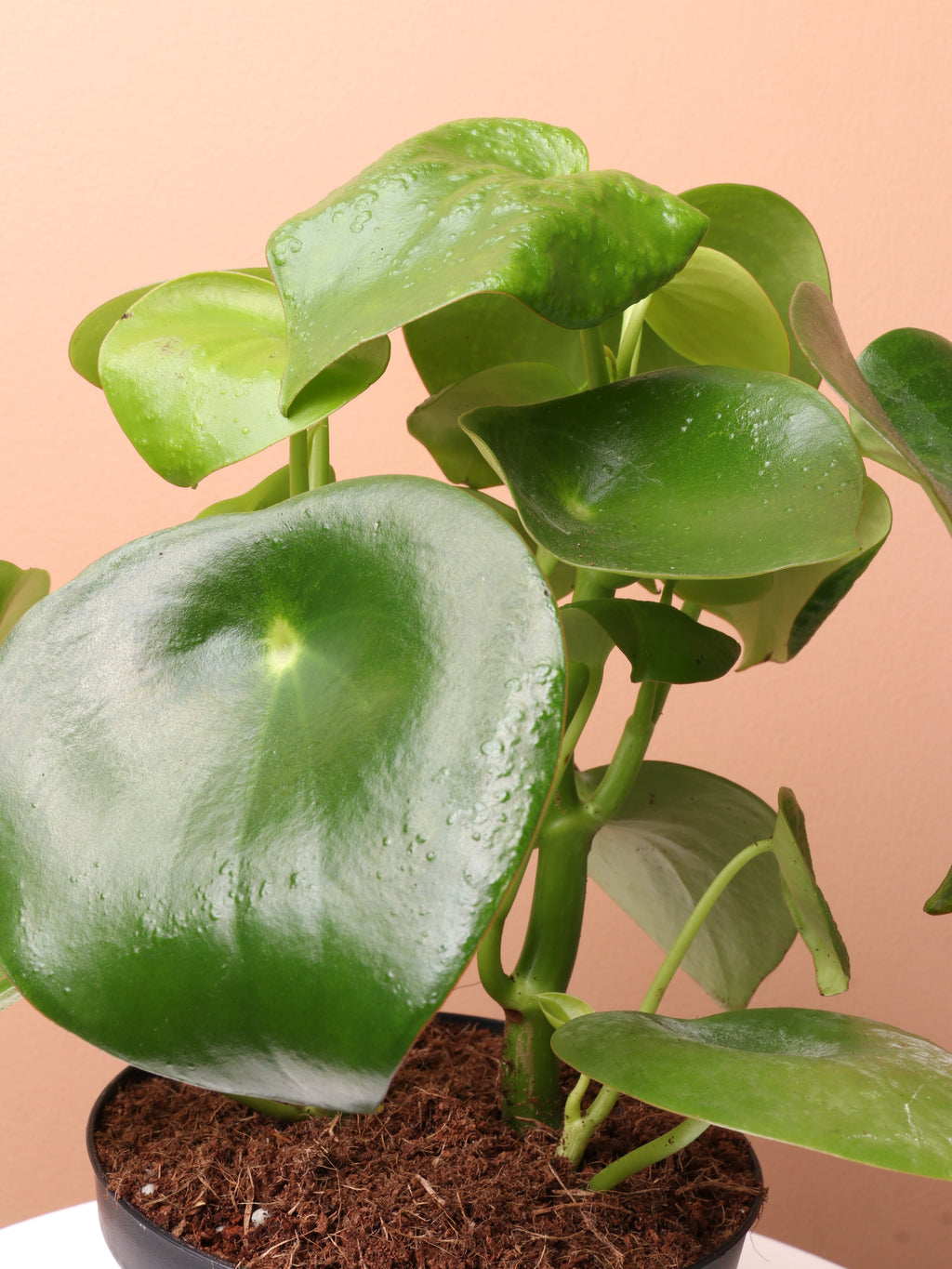 Medium Peperomia Polybotrya (raindrop peperomia)