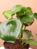Medium Peperomia Polybotrya (raindrop peperomia)