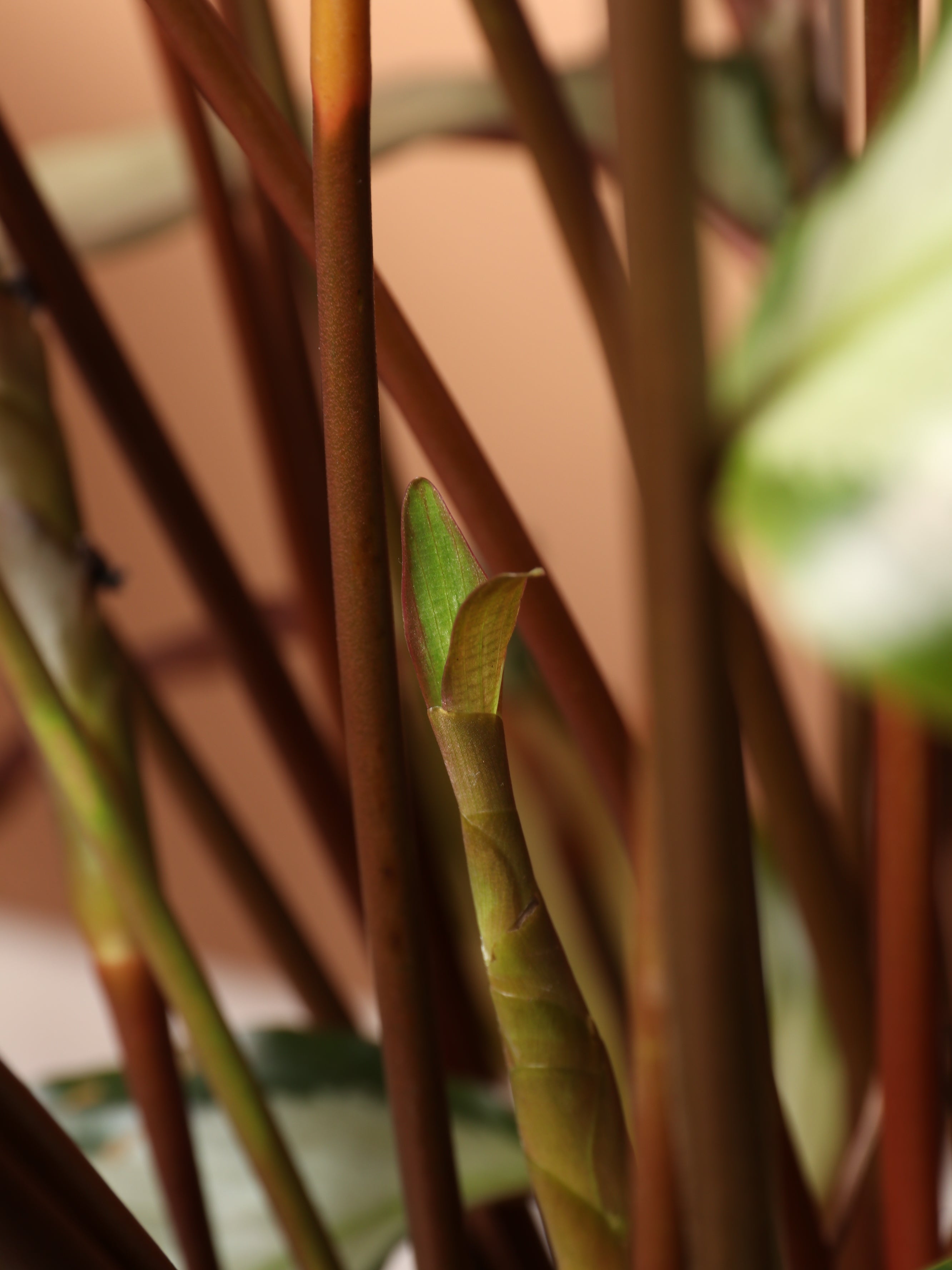 Large Calathea Picturata