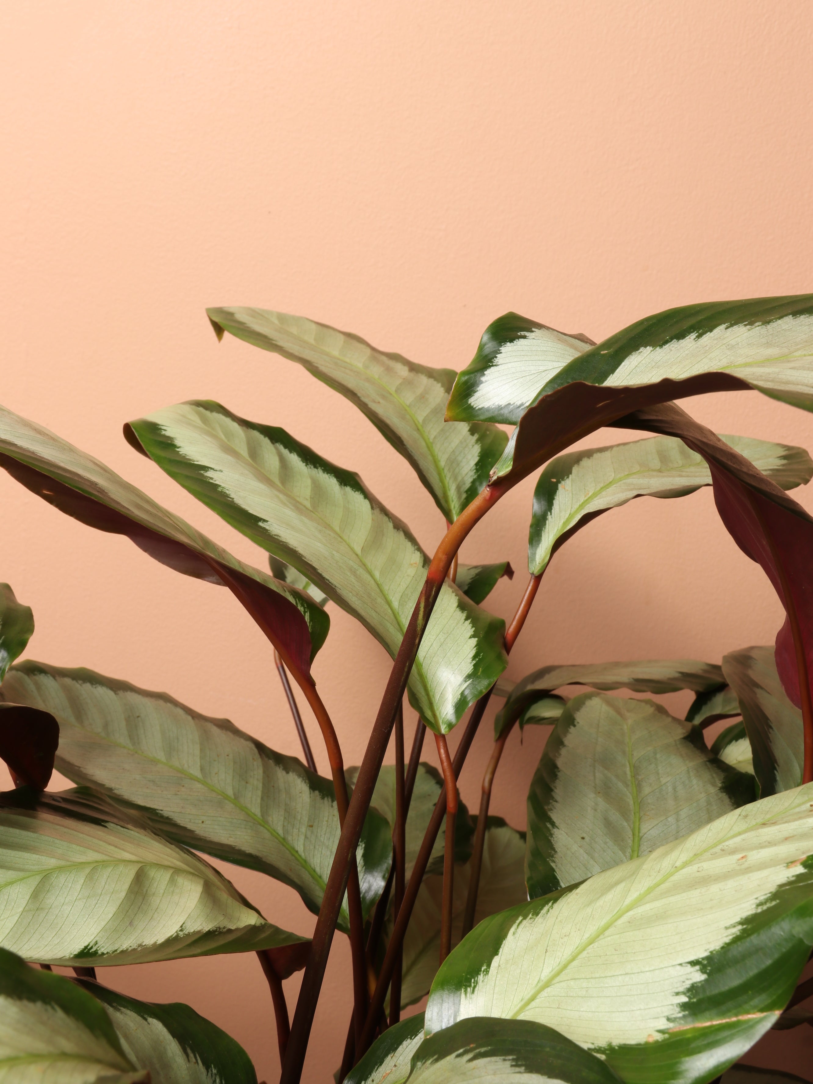 Large Calathea Picturata