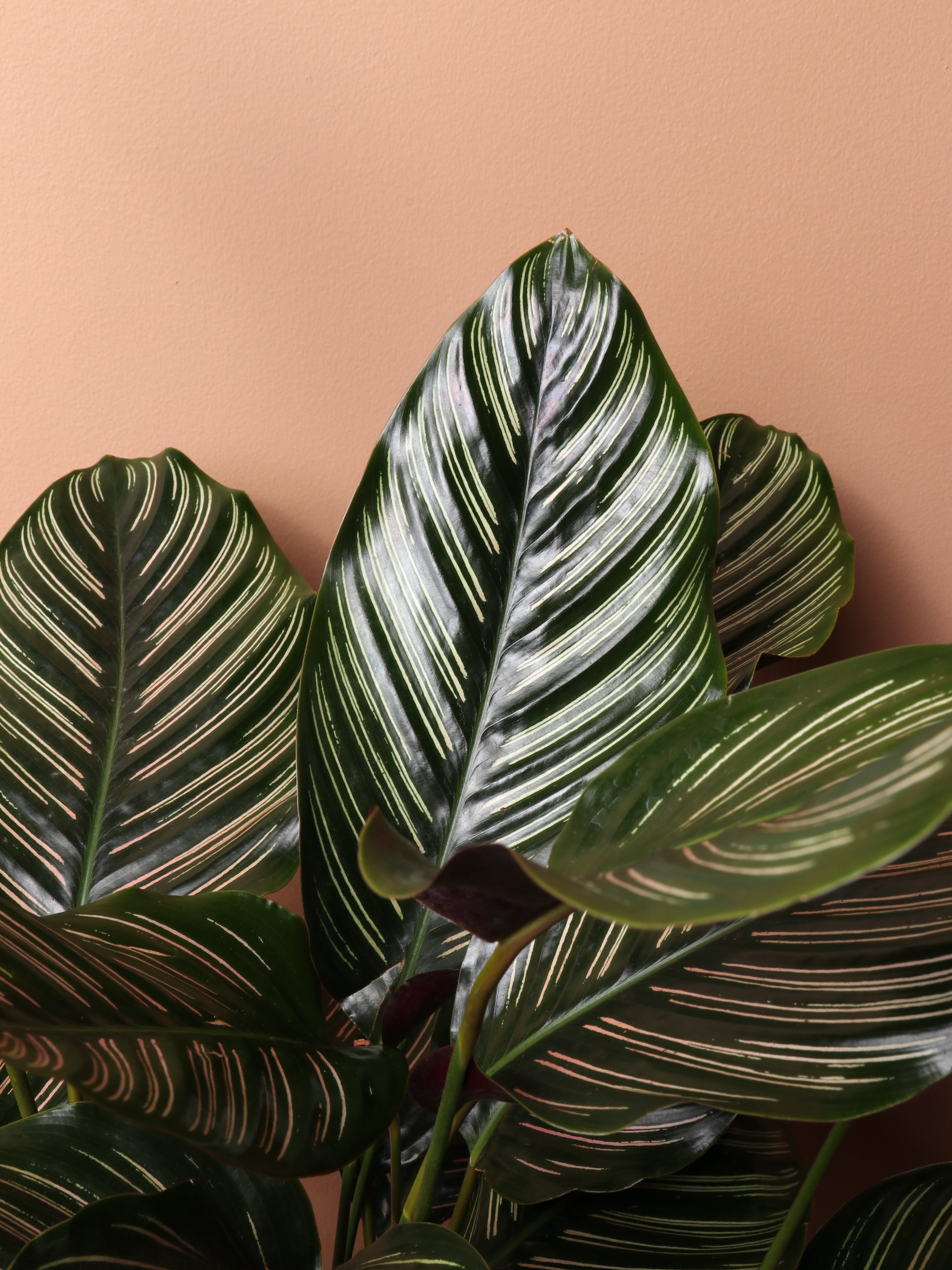 Large Calathea Pinstripe