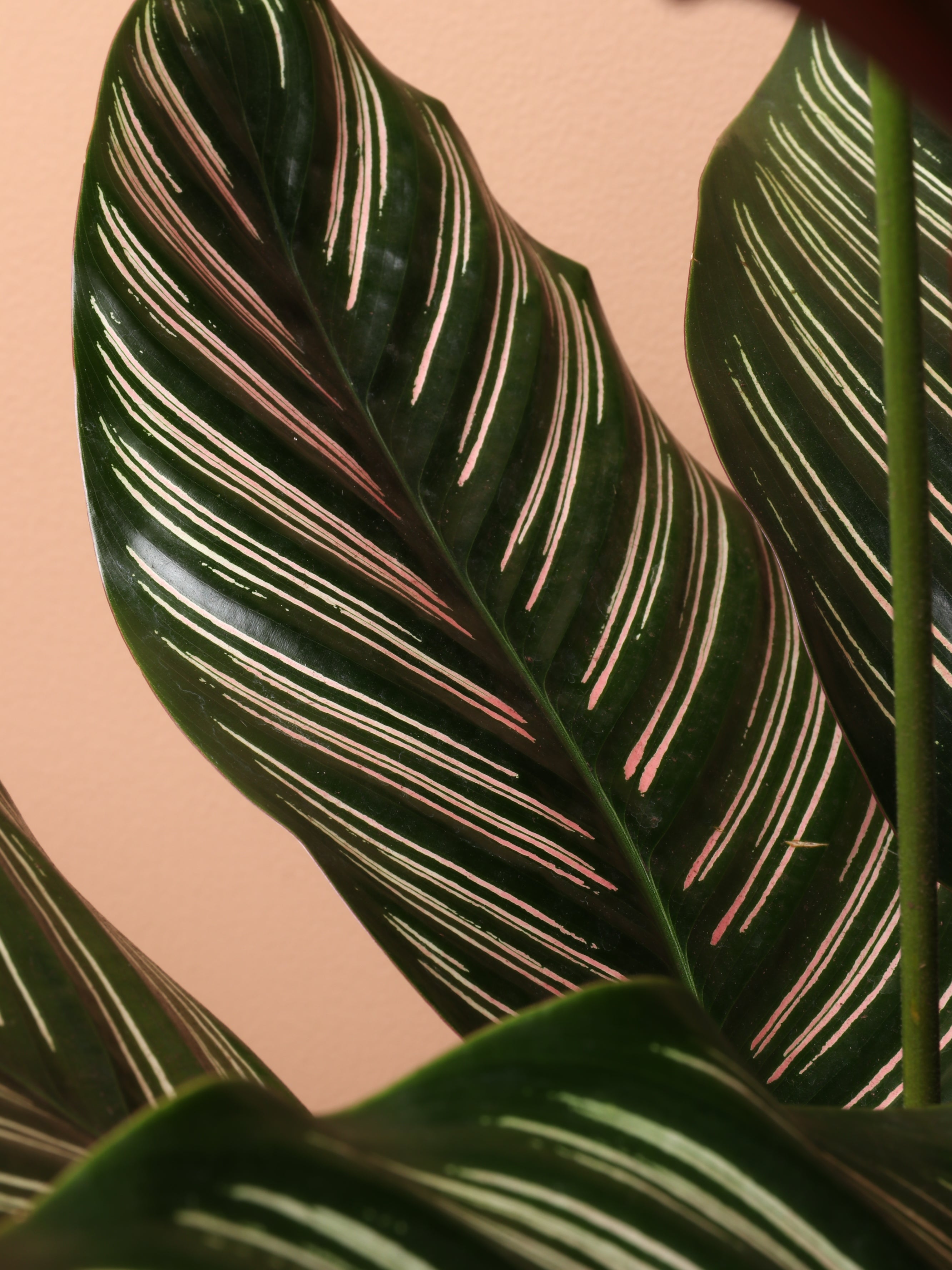 Large Calathea Pinstripe