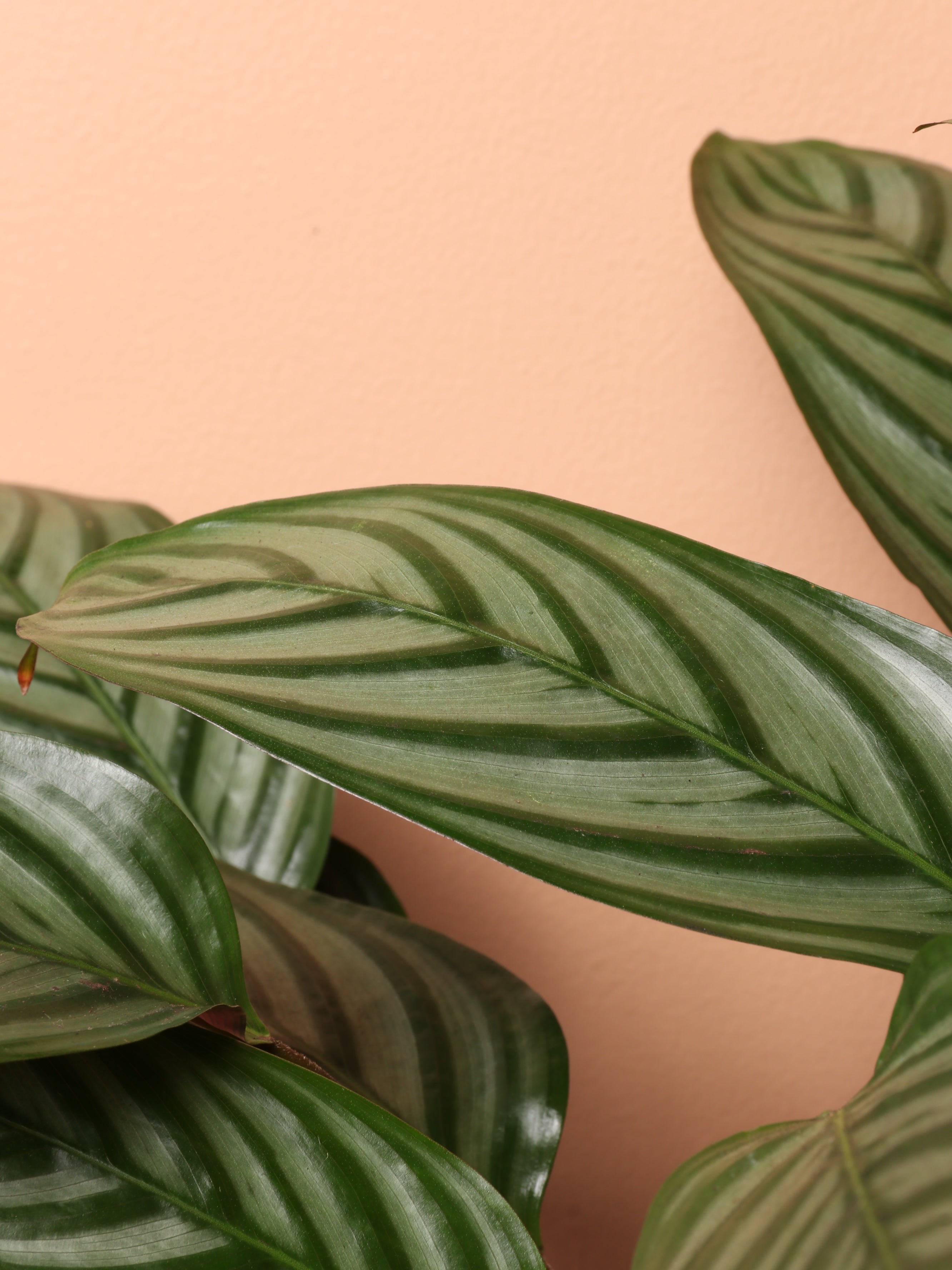 Large Calathea Setosa