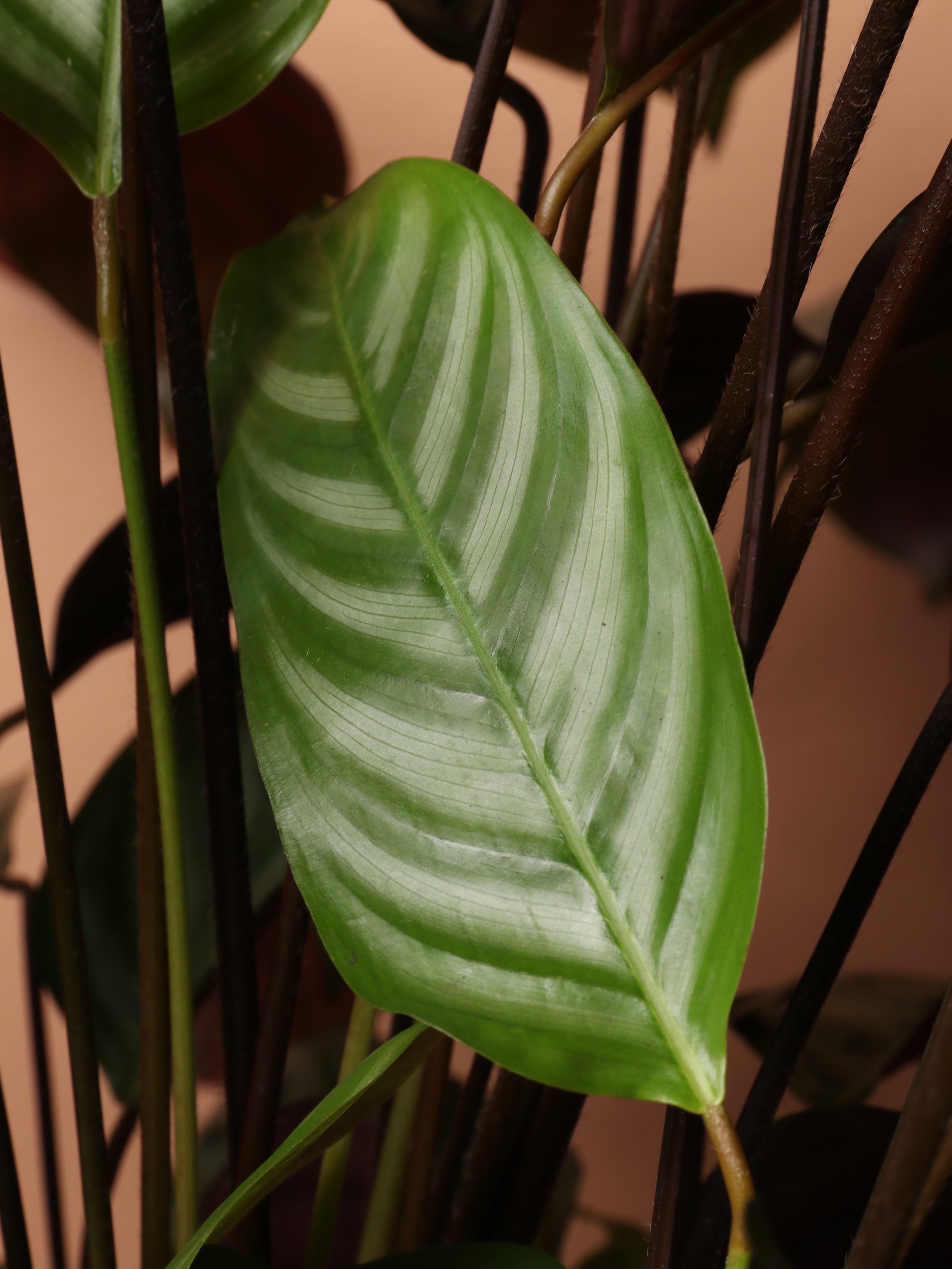 Large Calathea Setosa