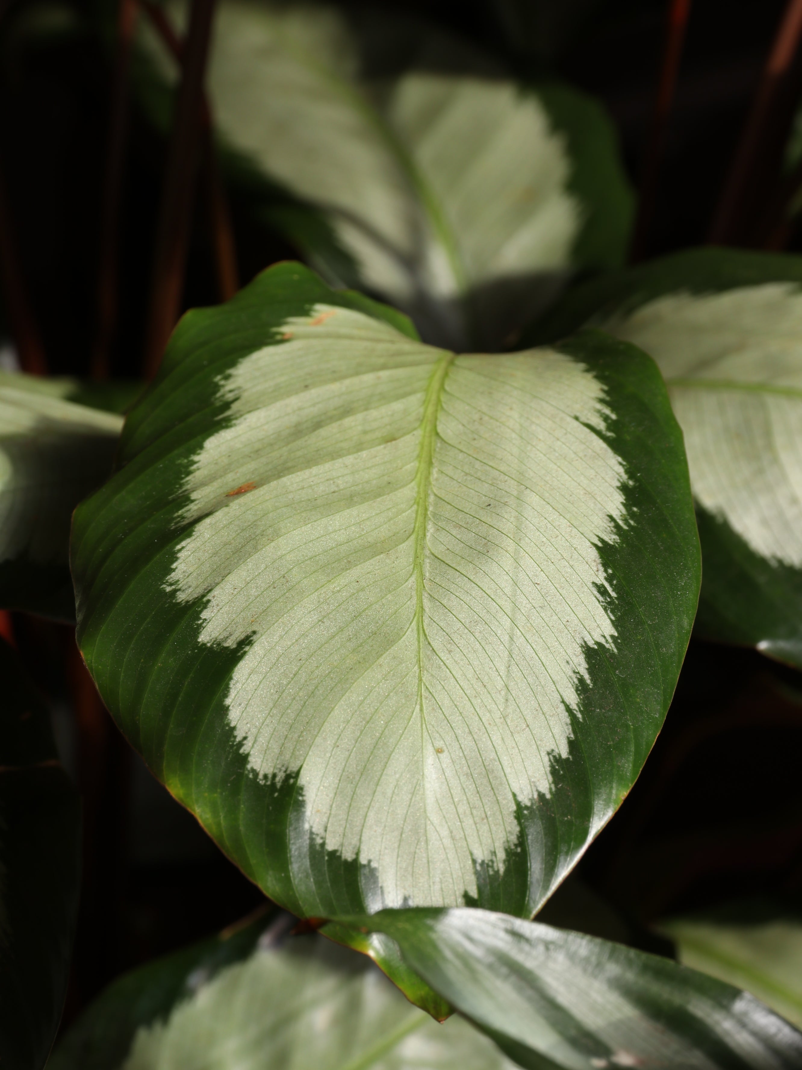 Large Calathea Picturata