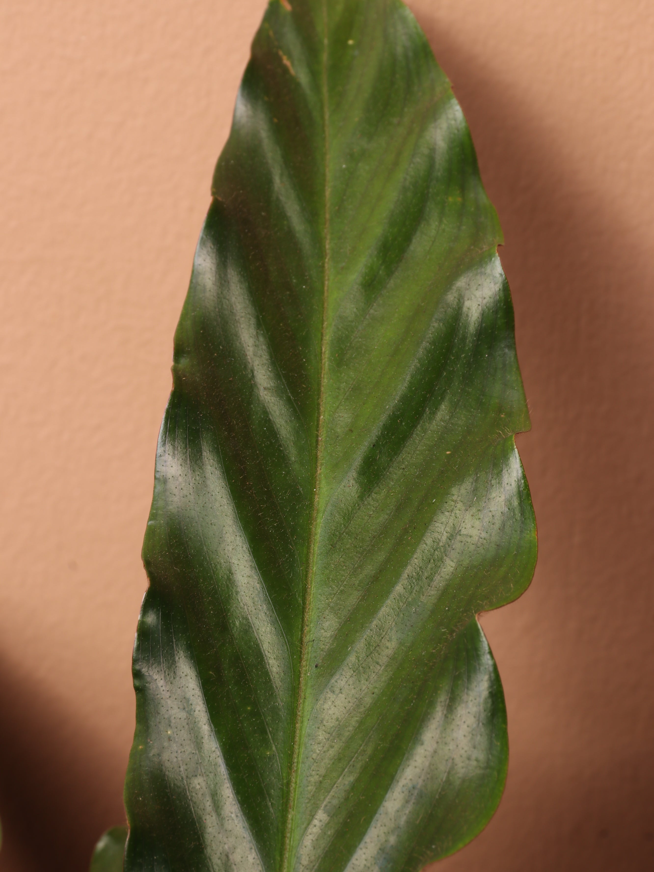 Large Calathea Rufibarba