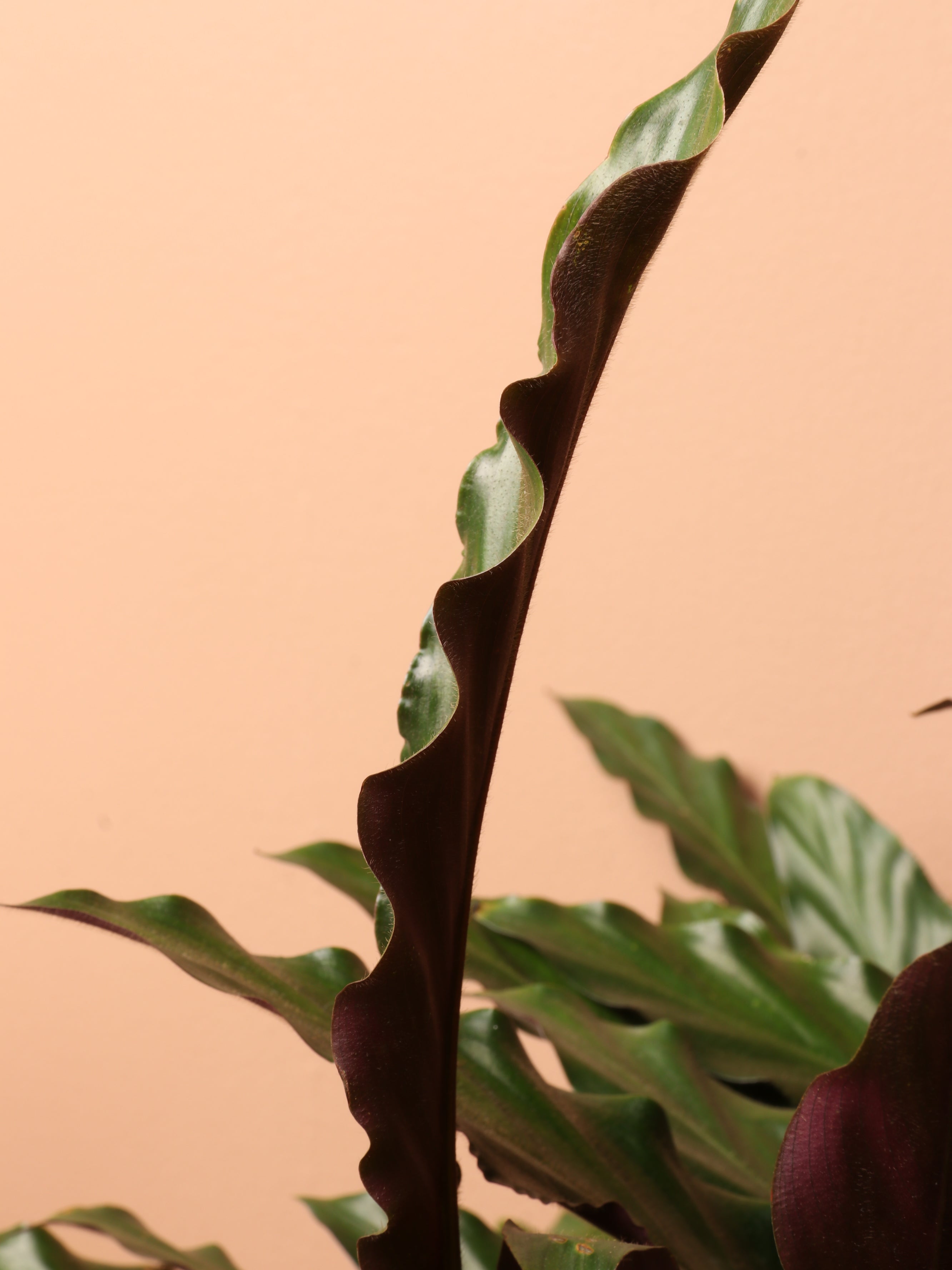 Large Calathea Rufibarba