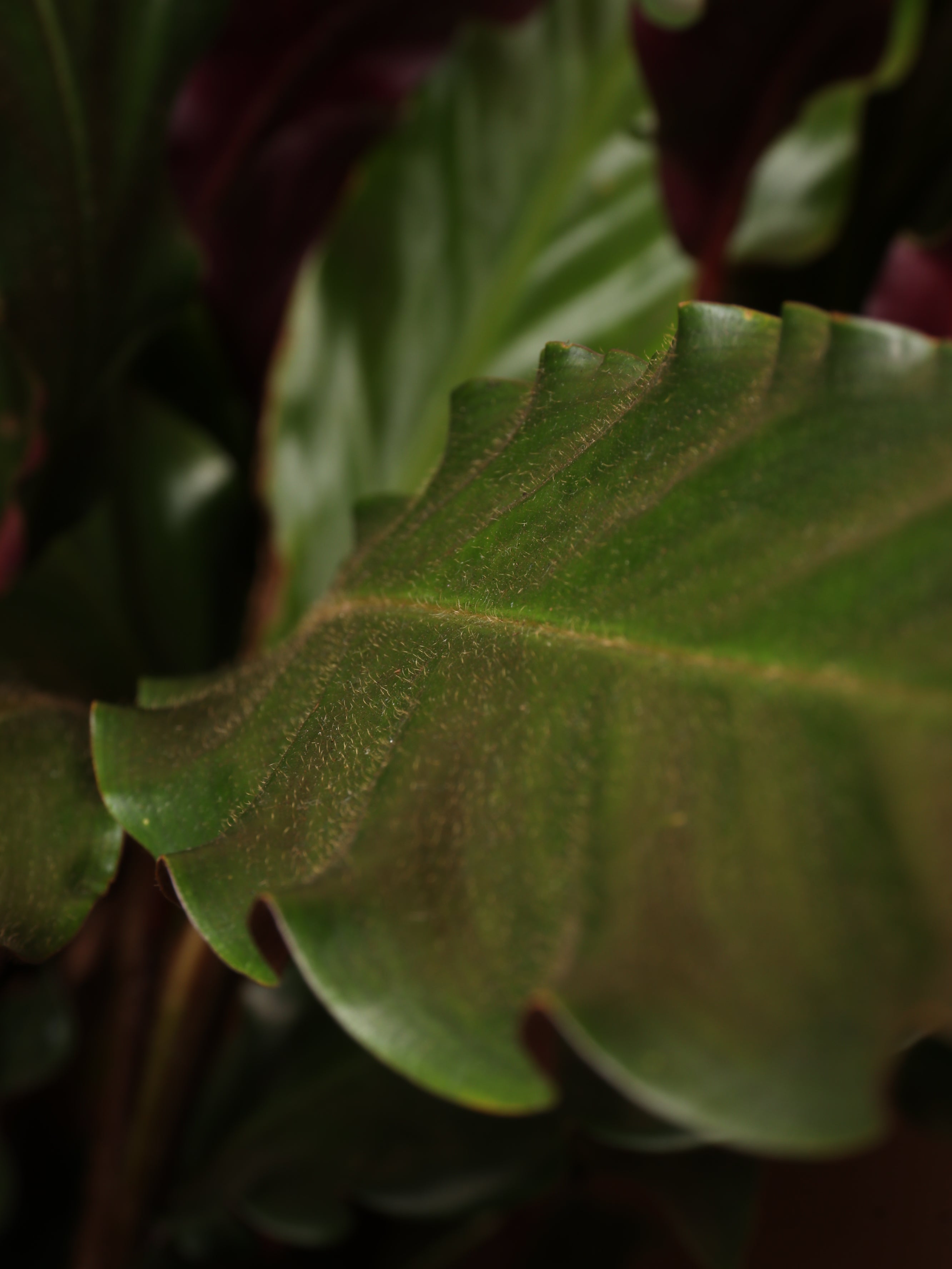 Large Calathea Rufibarba
