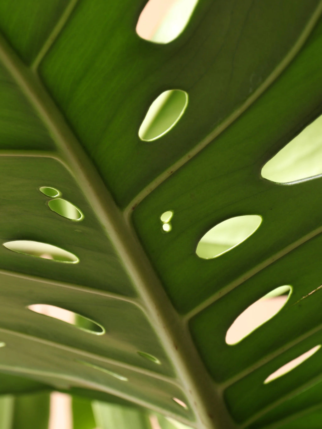 Large Monstera Deliciosa