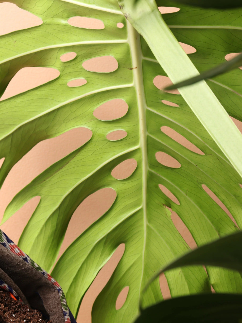 Large Monstera Deliciosa