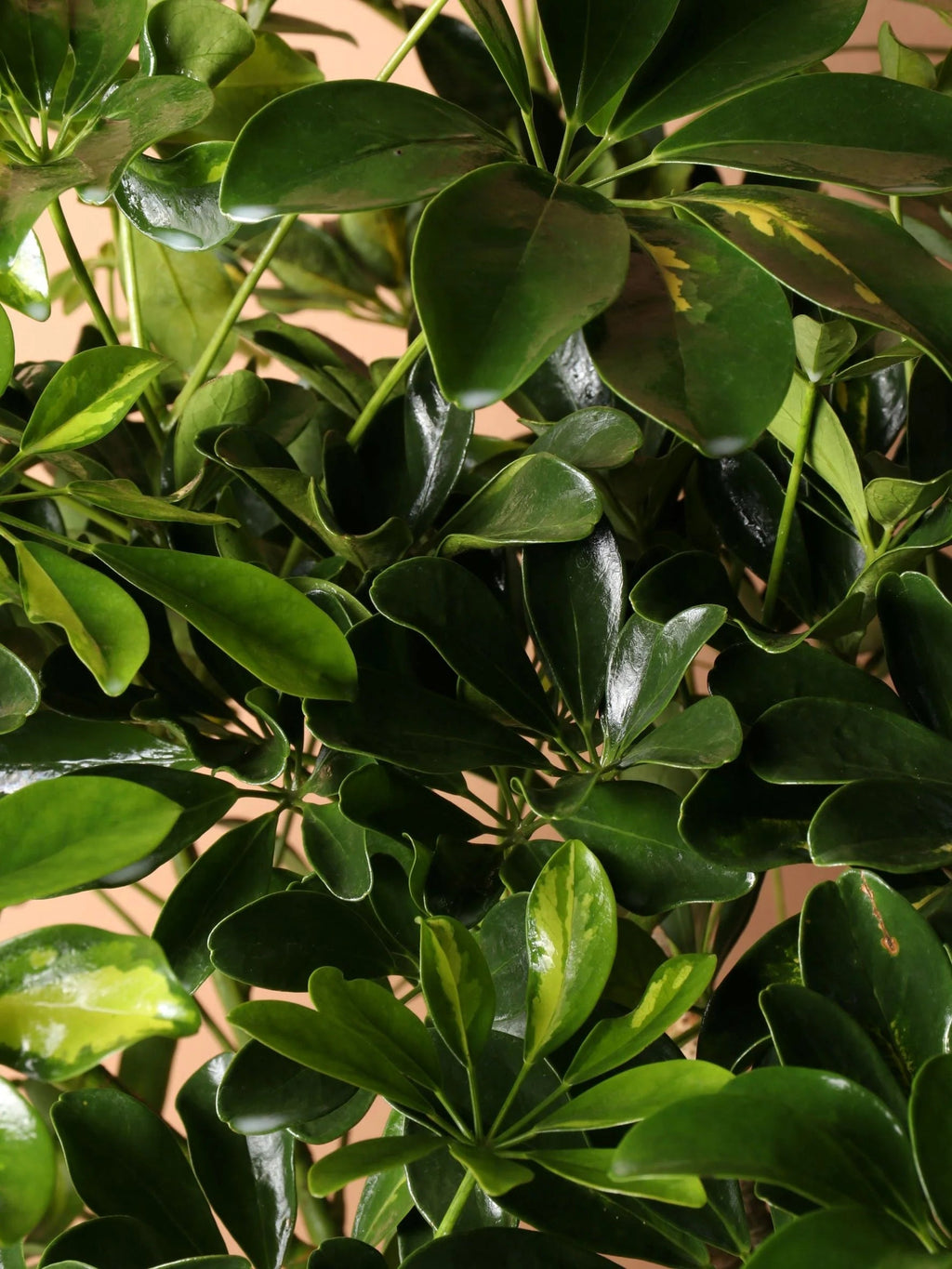 Full Size Schefflera Arboricola Variegated