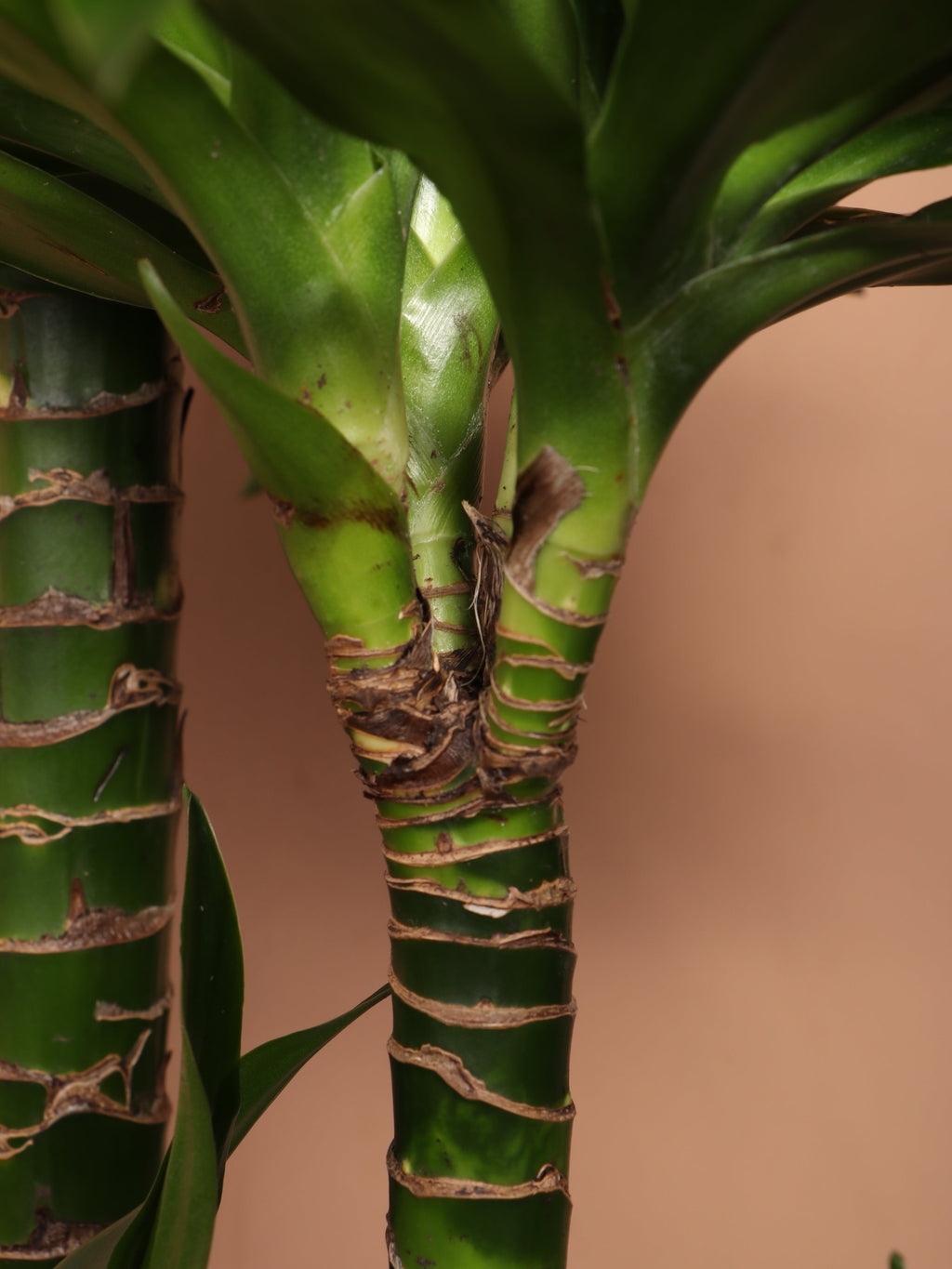 Extra Large Dracaena 'Compacta'