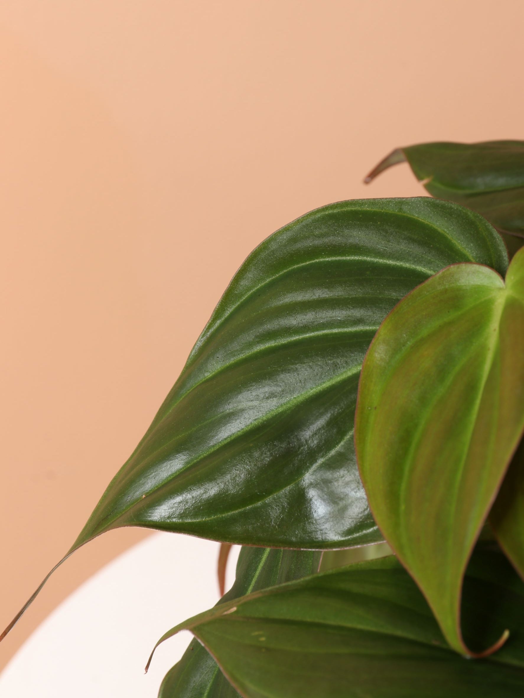 Medium Philodendron Micans