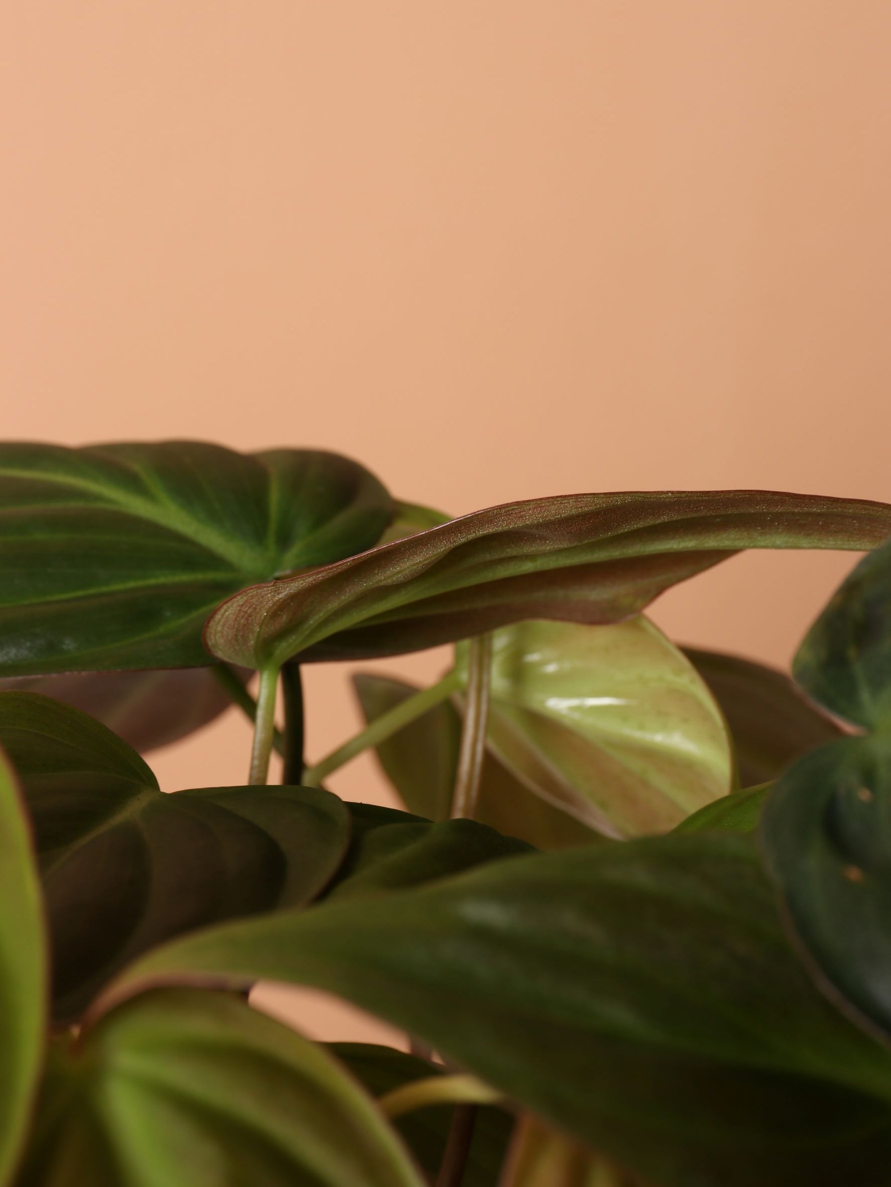 Medium Philodendron Micans