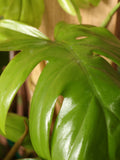 Large Philodendron 'Dubium'