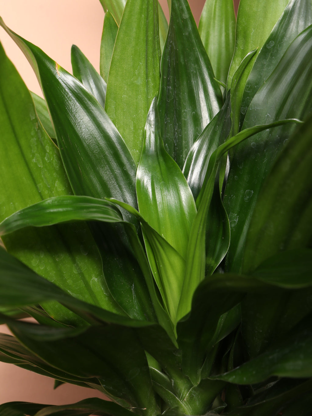 Extra Large Dracaena 'Compacta'