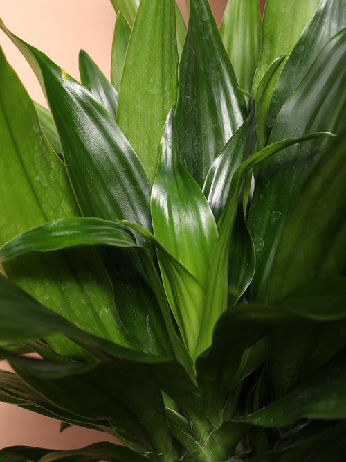Extra Large Dracaena 'Compacta'